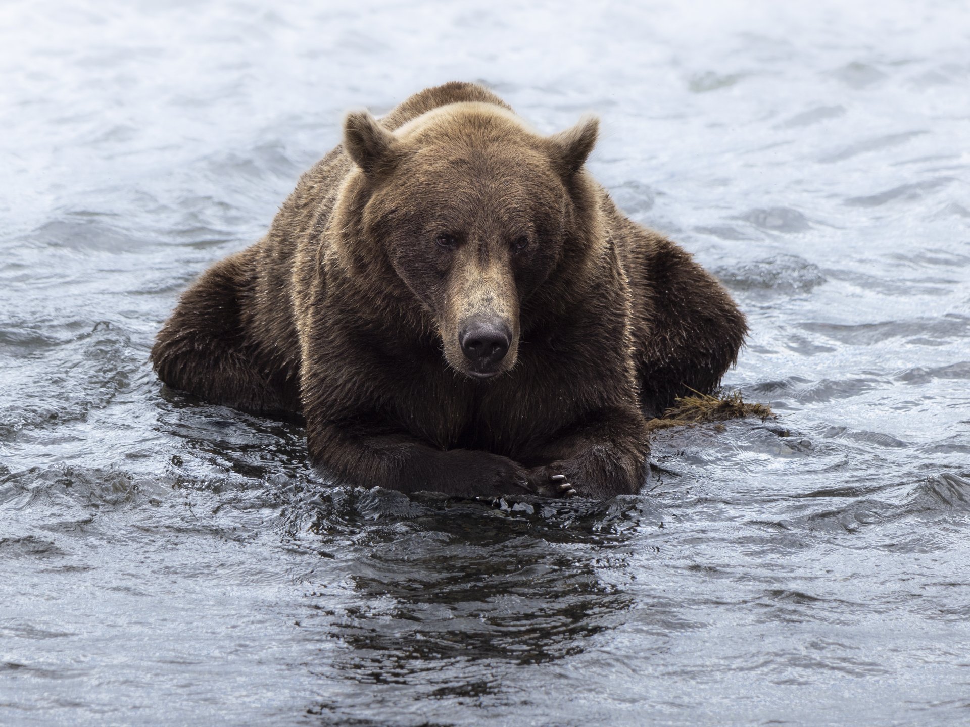 brownbear.jpg