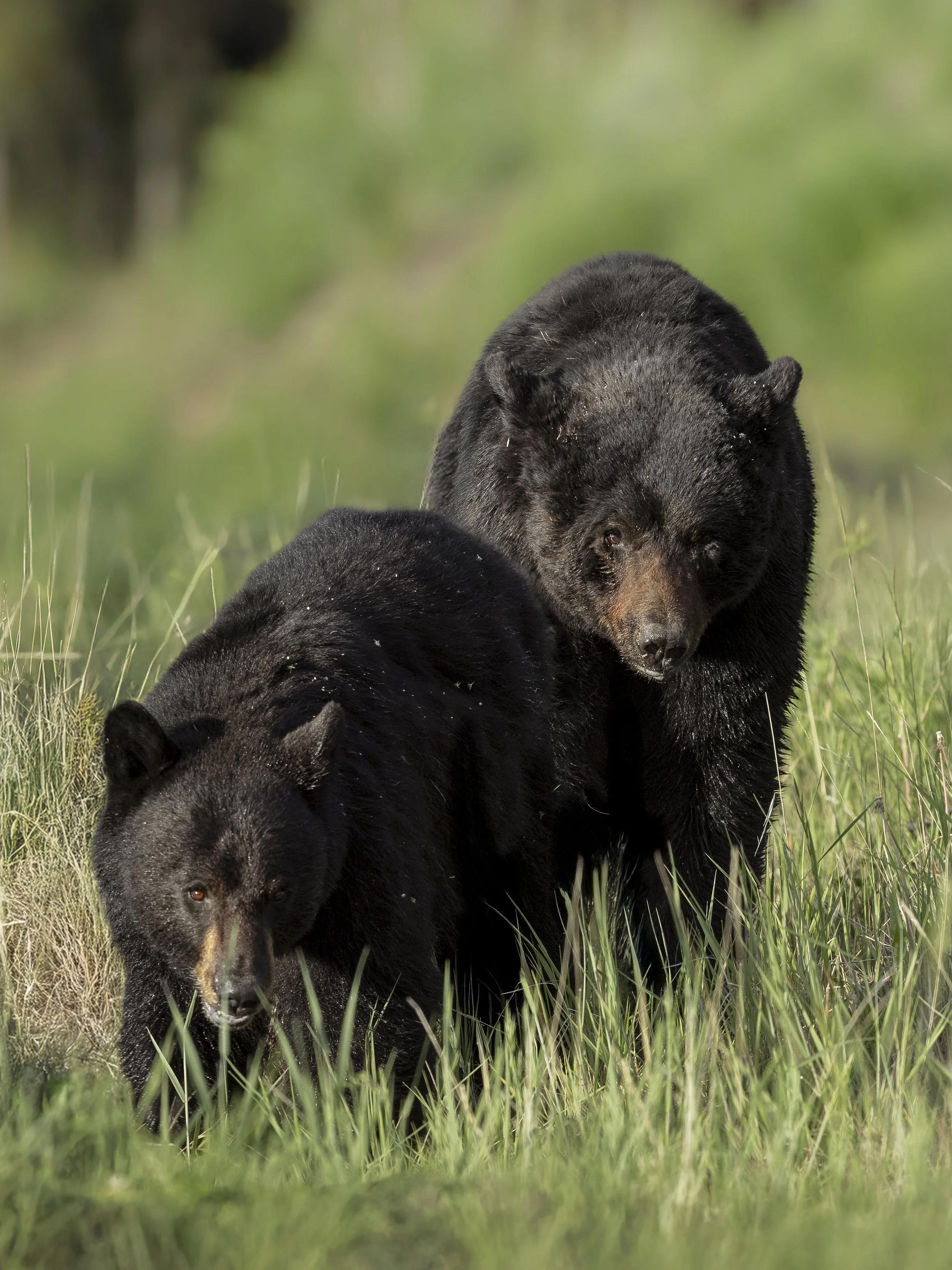 Two black bears walking through tall green grass in a forested area.
