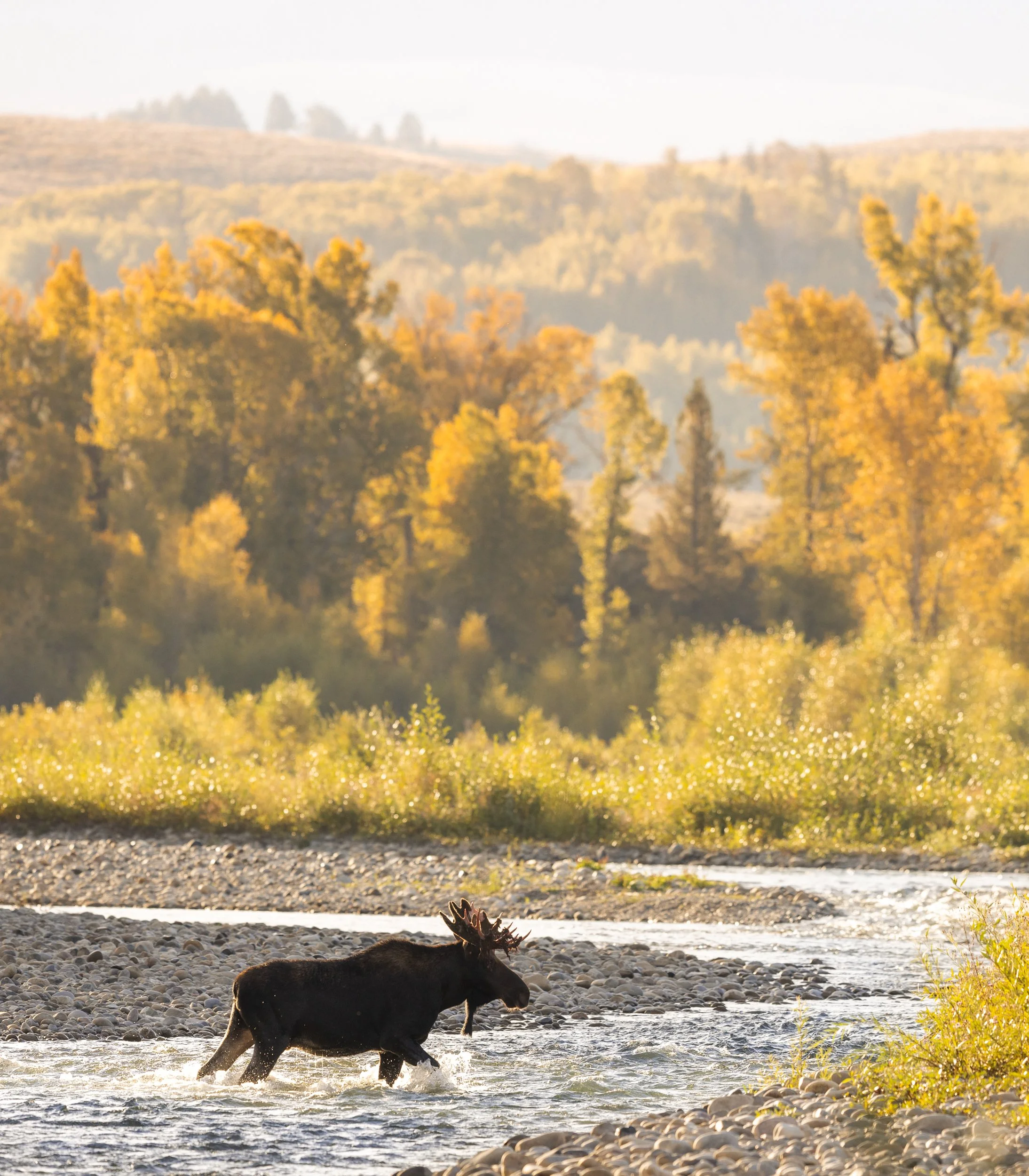 fallmoose.jpg