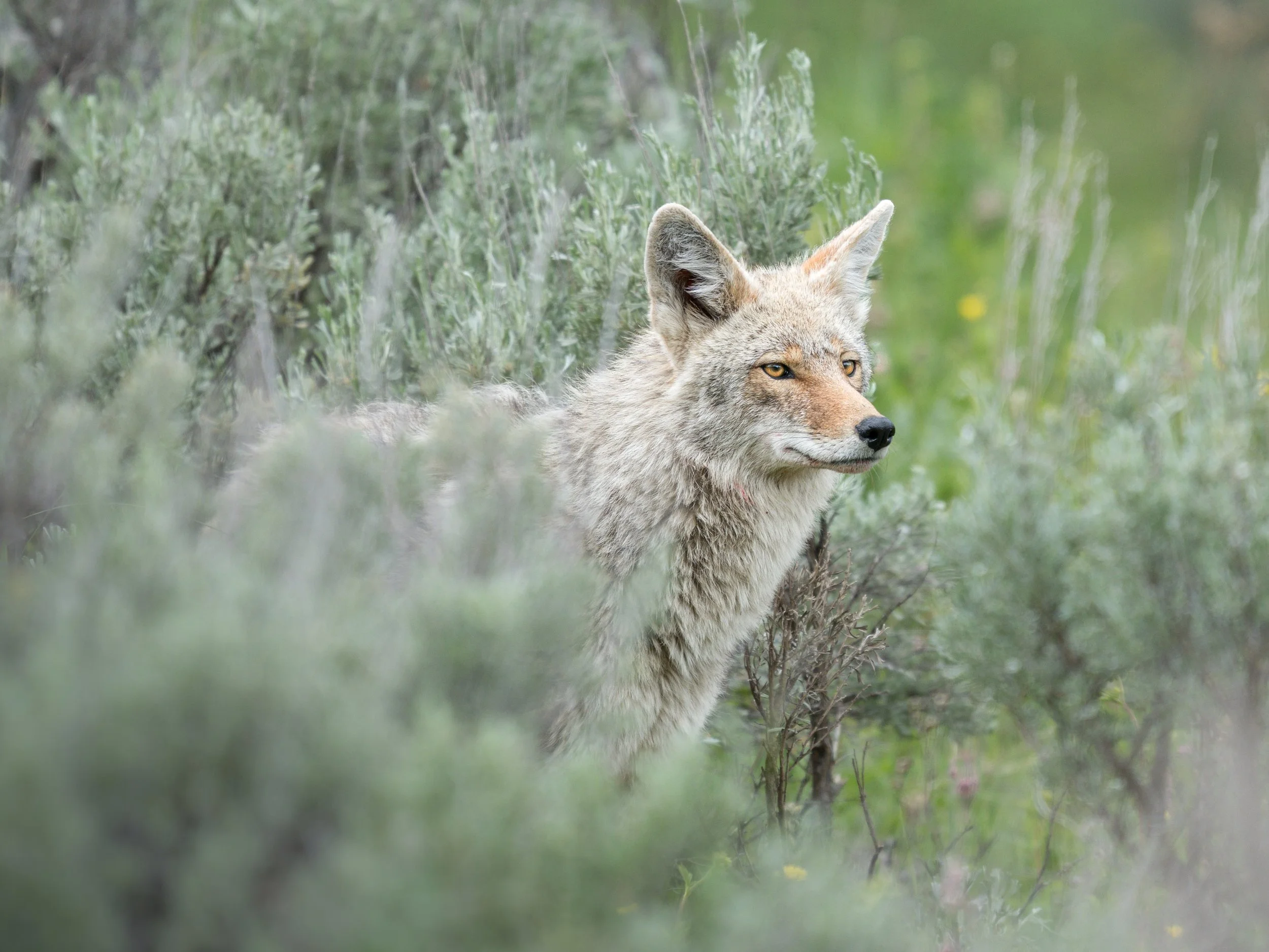 coyotesage.june26.jpg