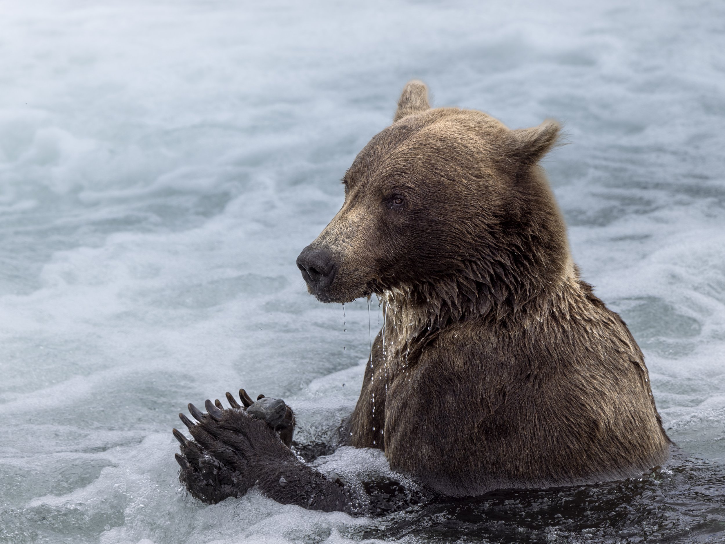 bear3.jpg