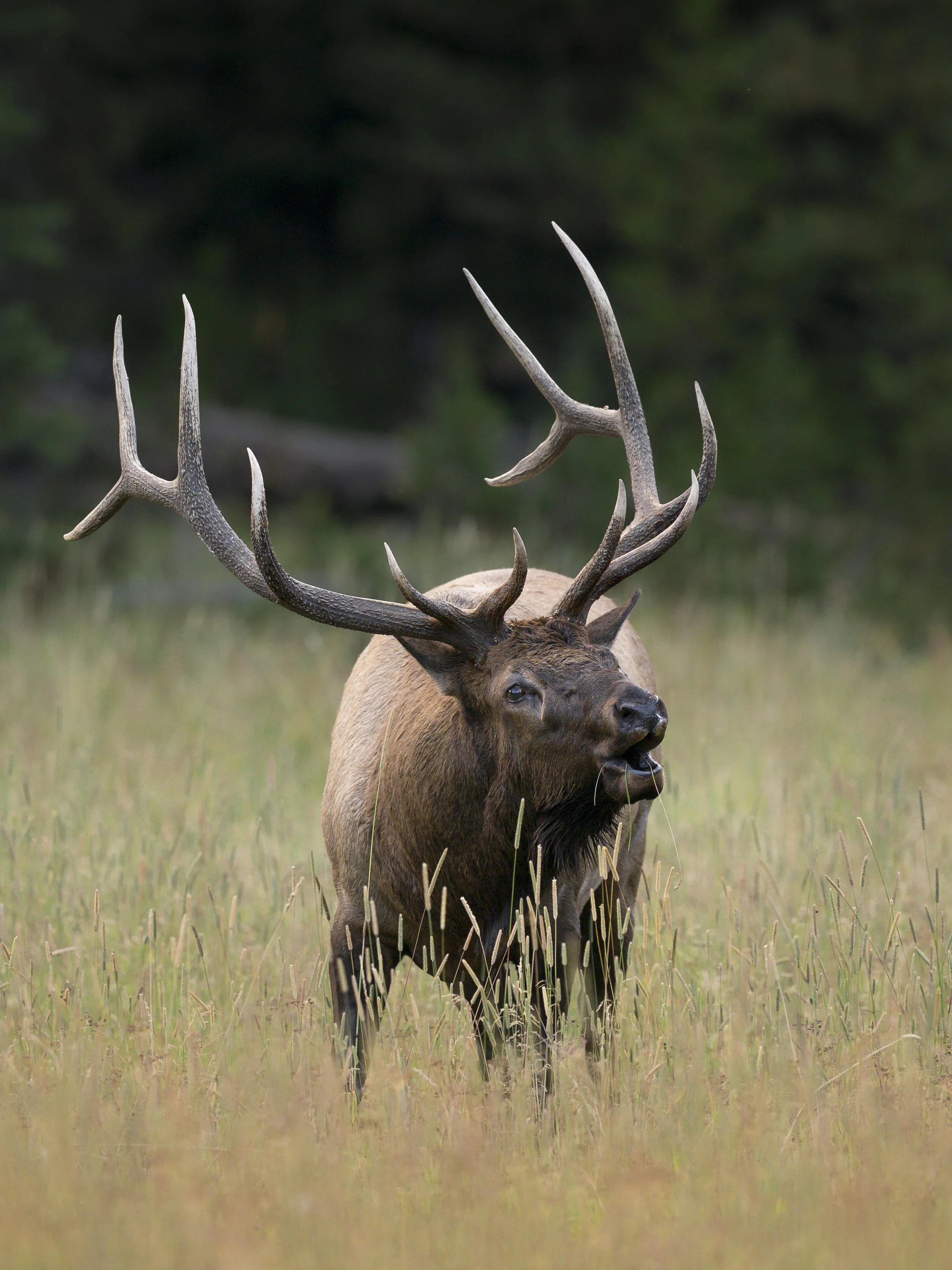 elkbugle.aug26.jpg