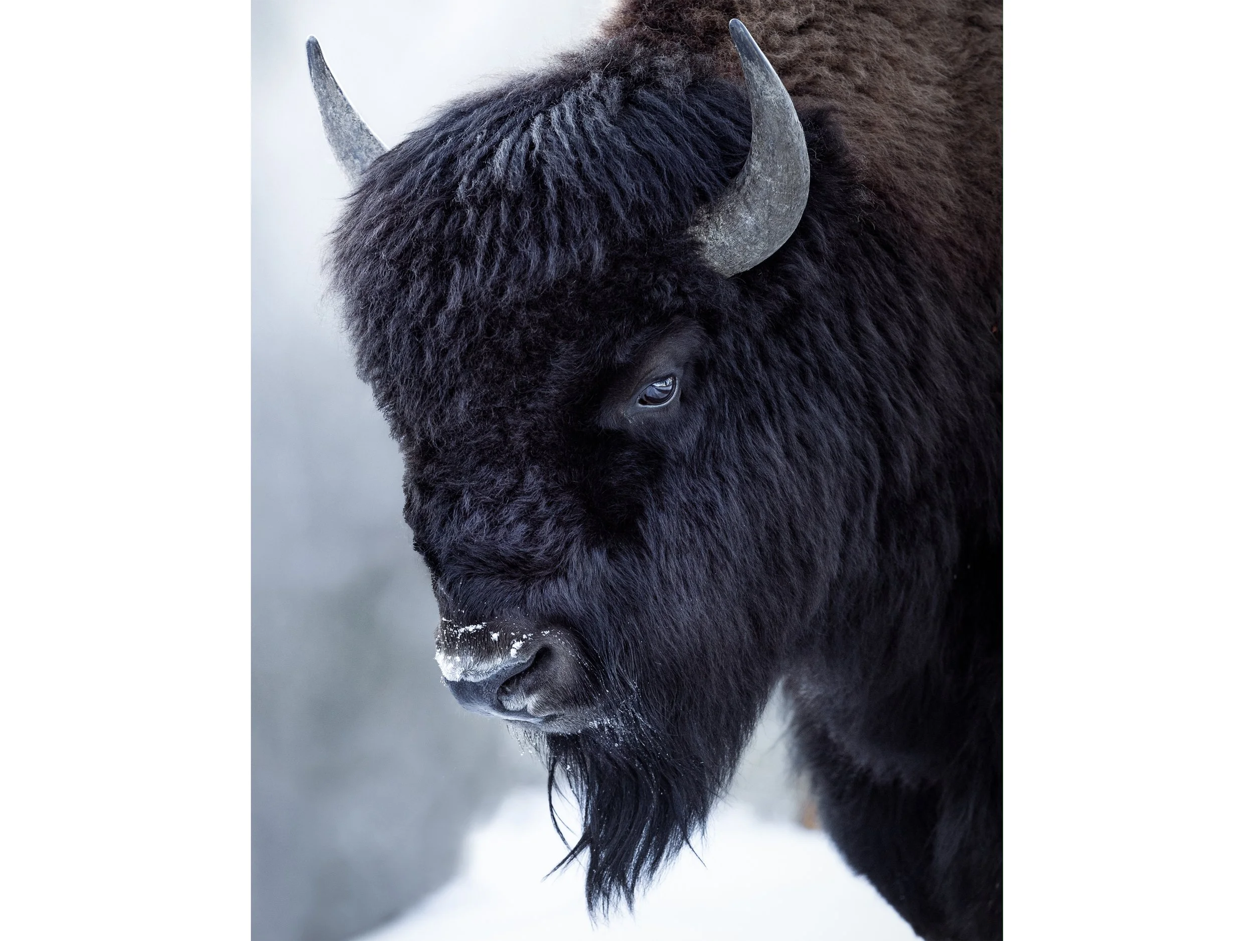 Wise Winter Bull