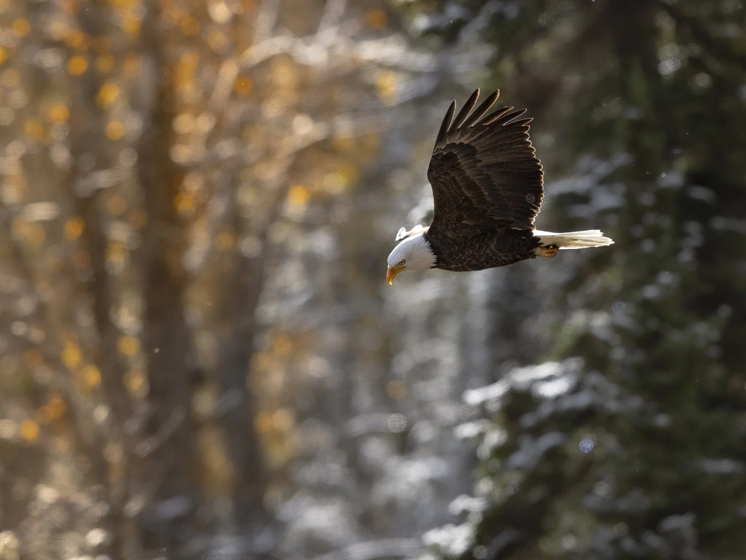 eaglesoaringsnow.oct24.jpg