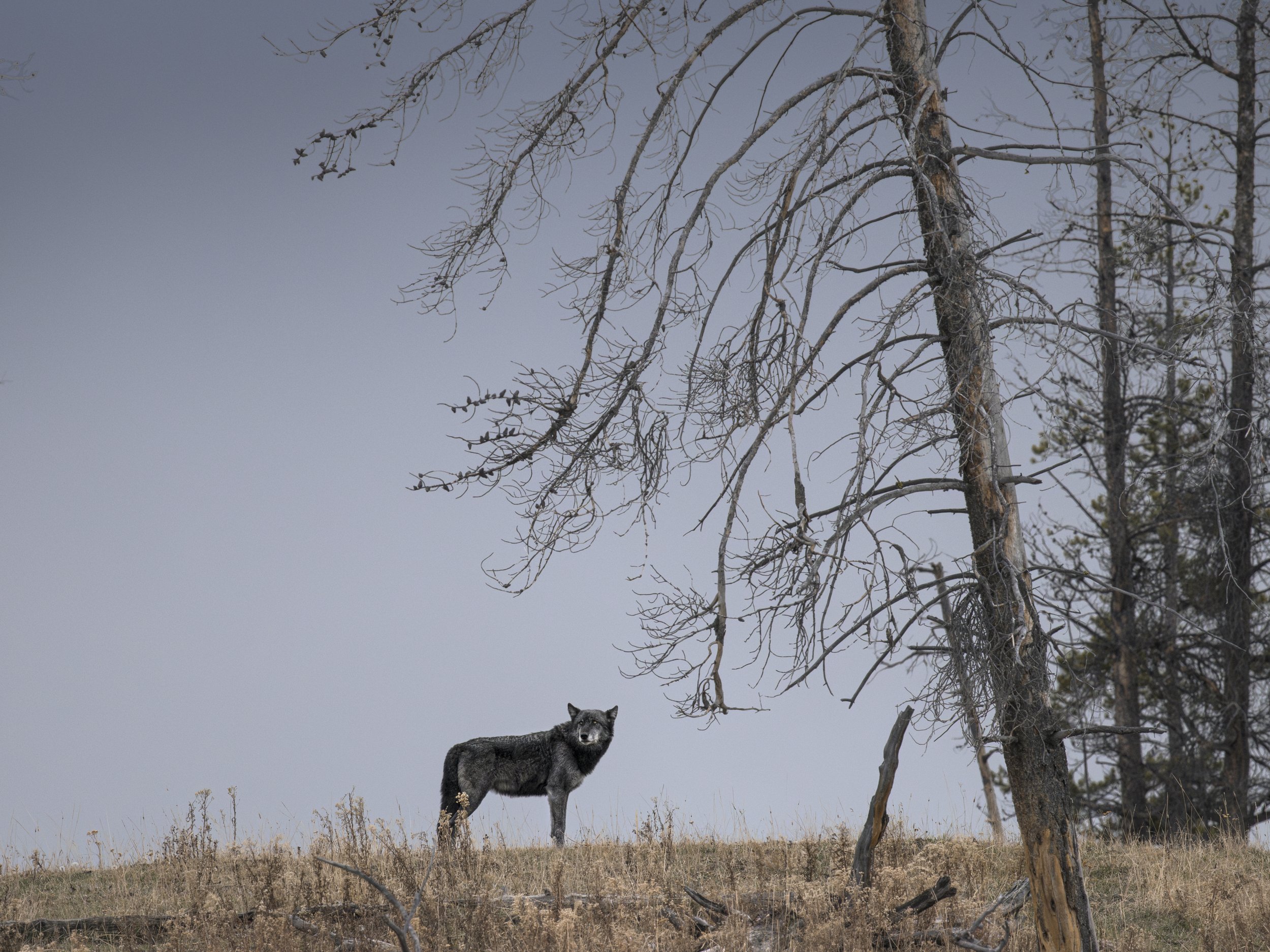 blackwolfdeadtree.oct25.jpg