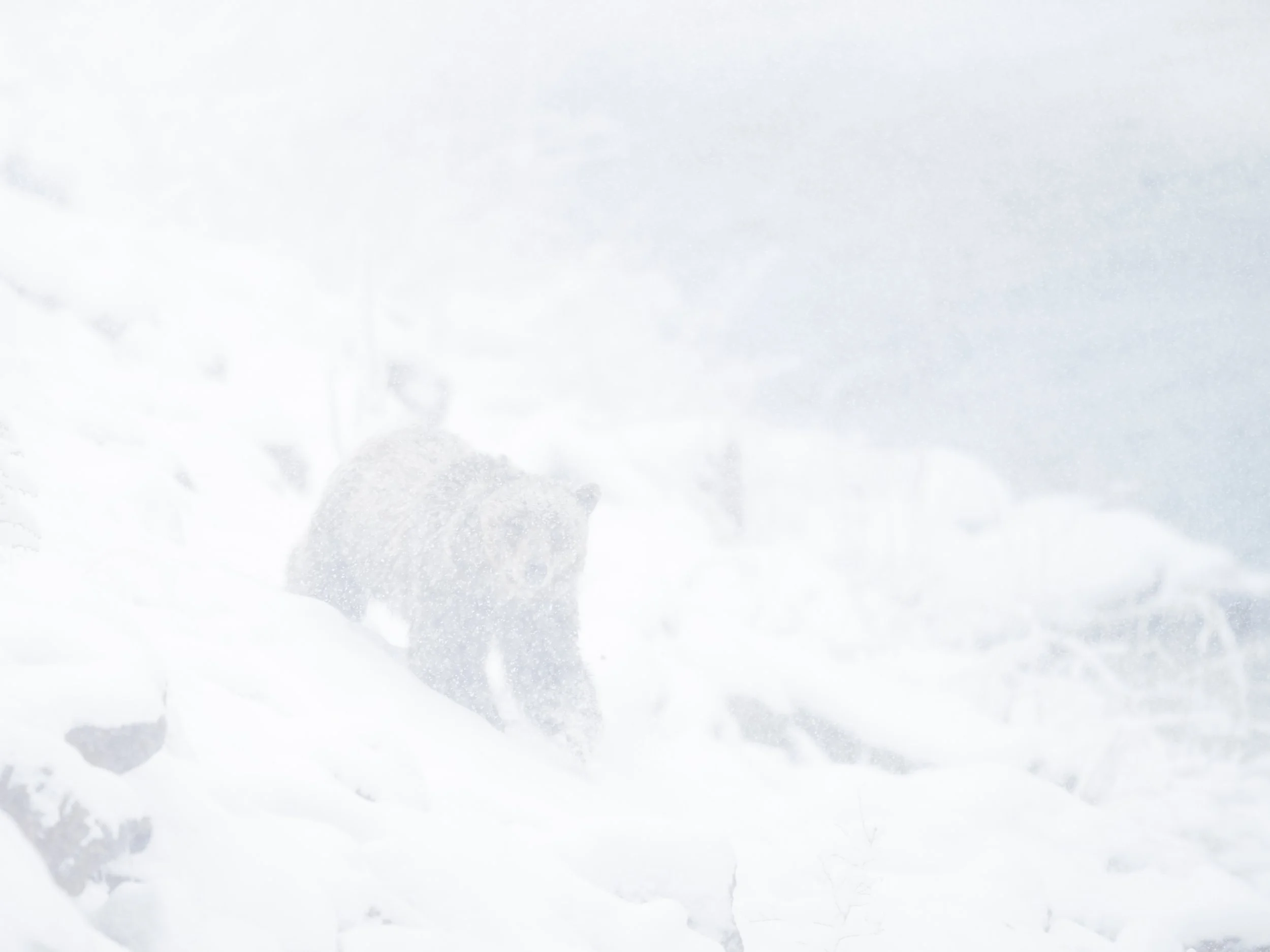 bearrockbearsnow.april26.jpg
