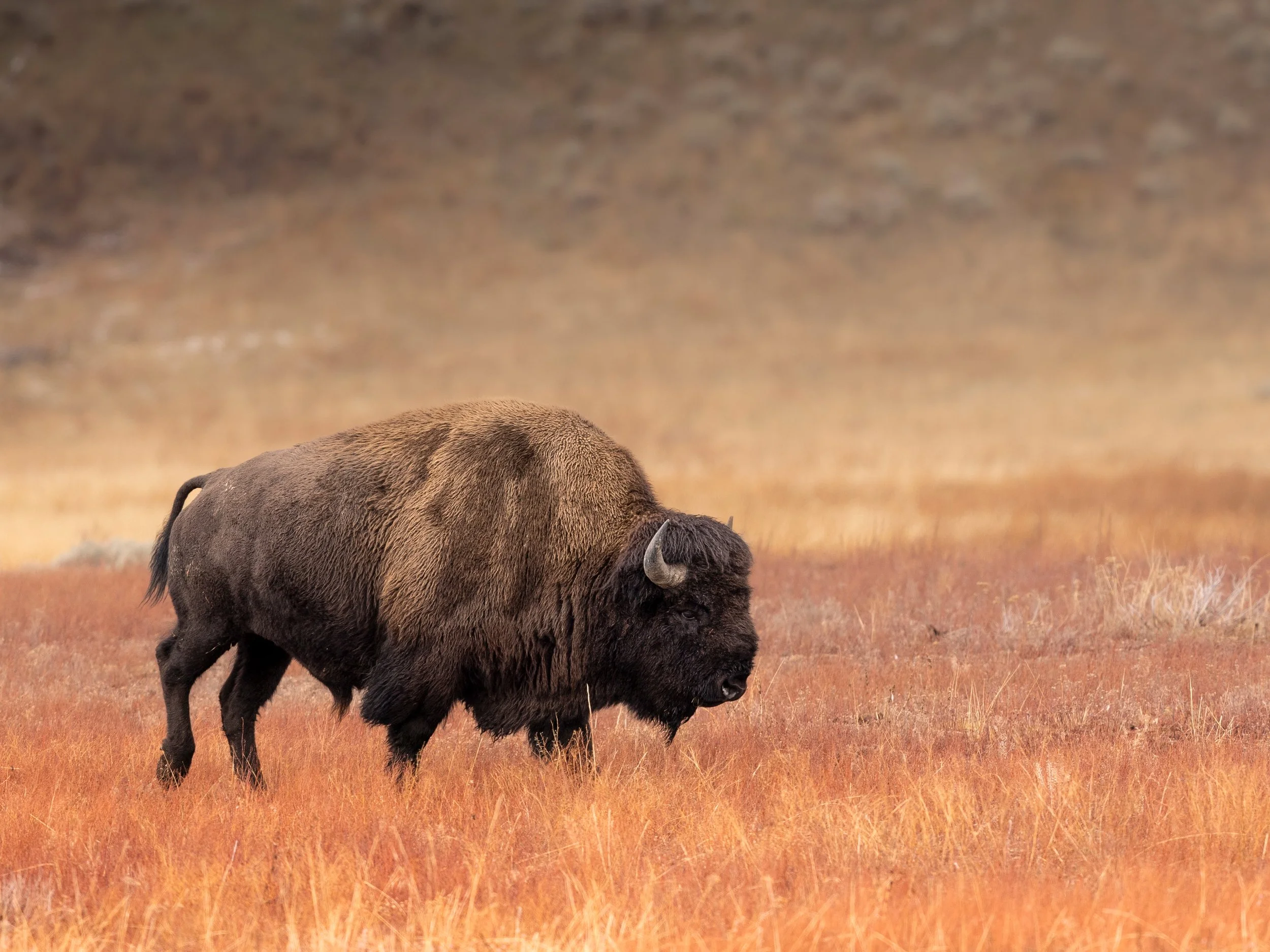autumnbull.print.jpg