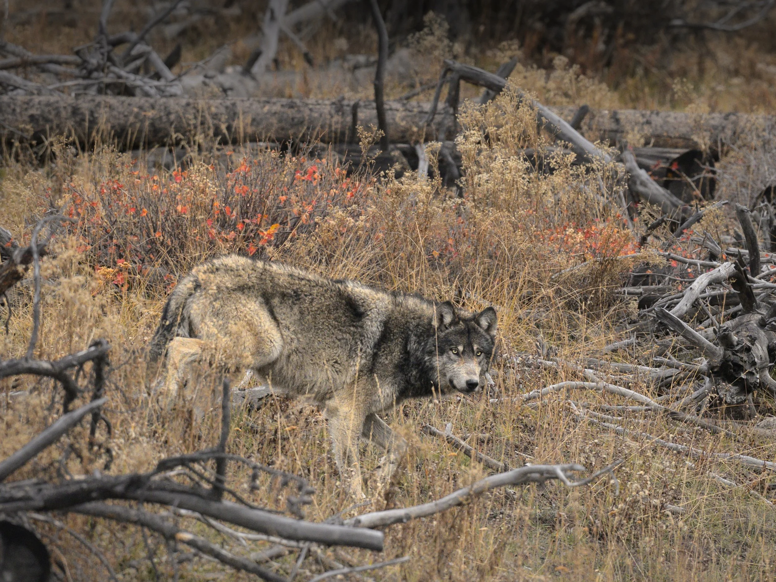 wolffallcolors.oct25.jpg