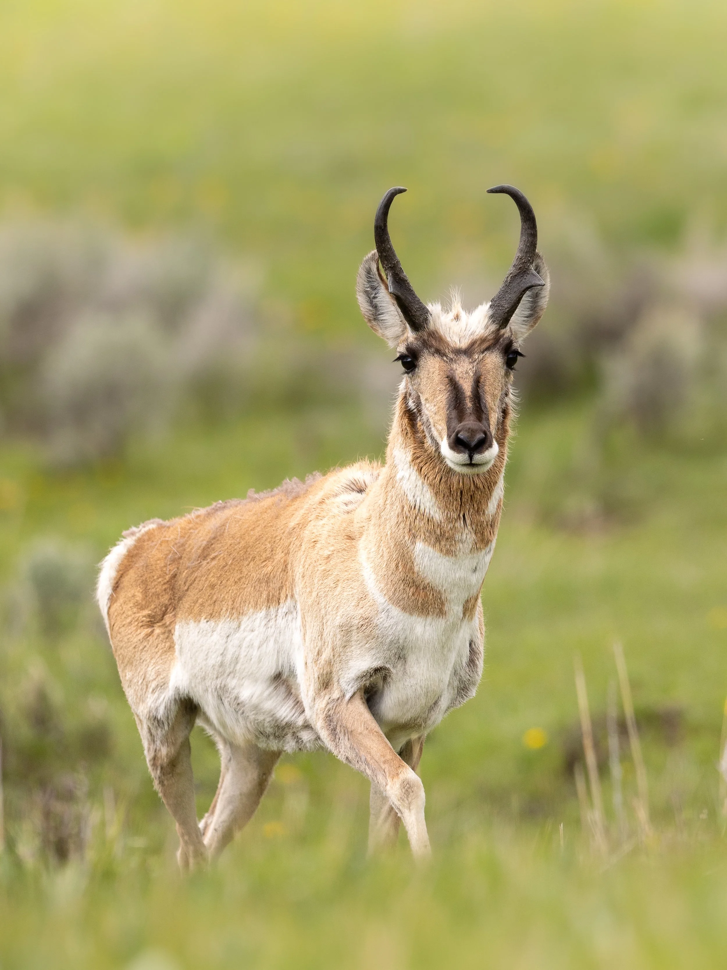 A pronghorn antelope standing in a grassy field