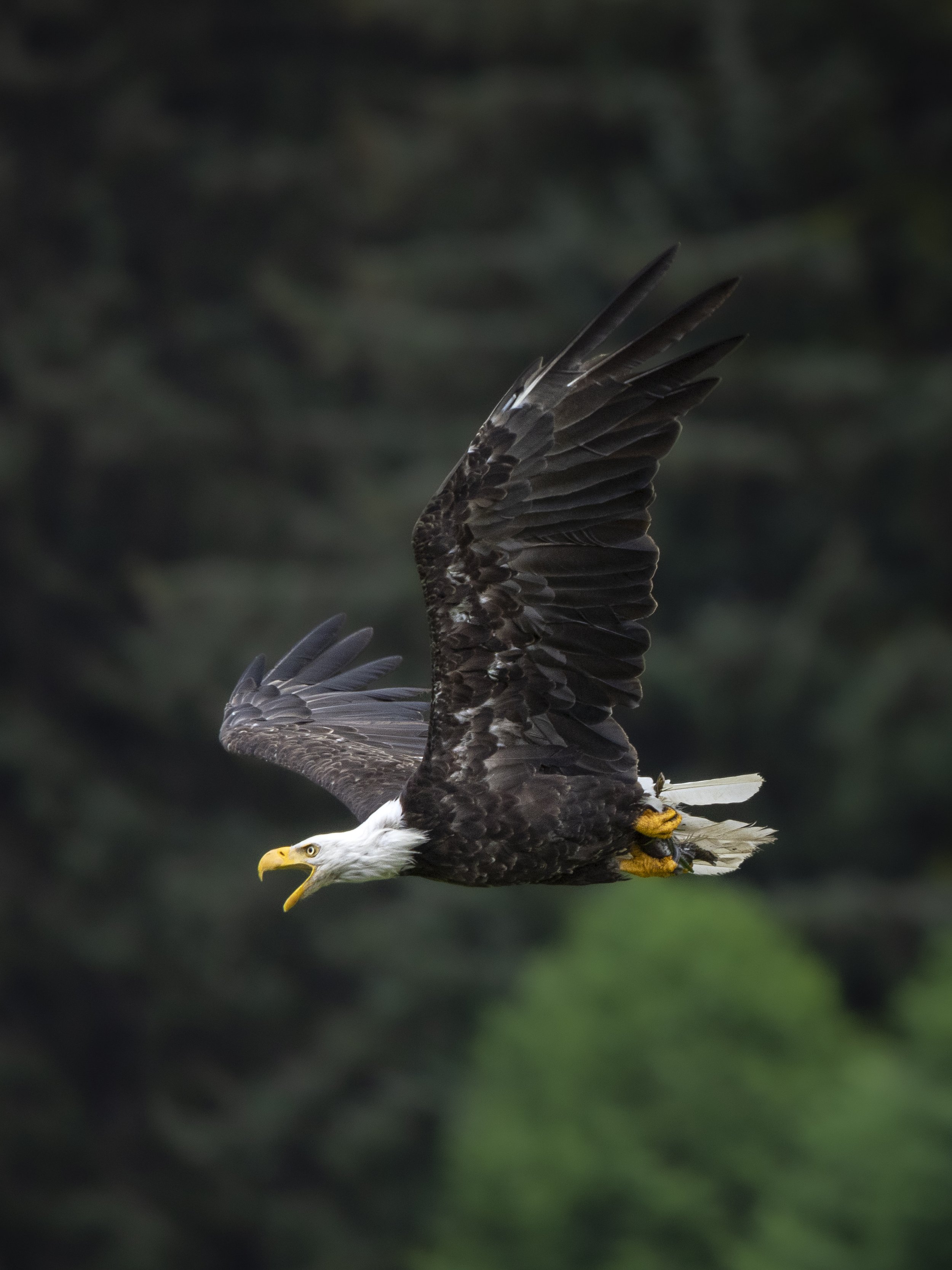 eagle2.jpg