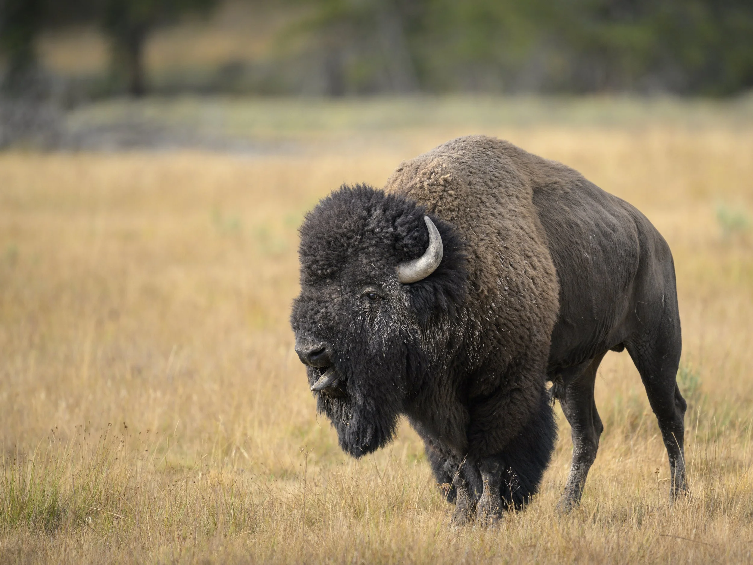bullbisonbellow.aug25.jpg