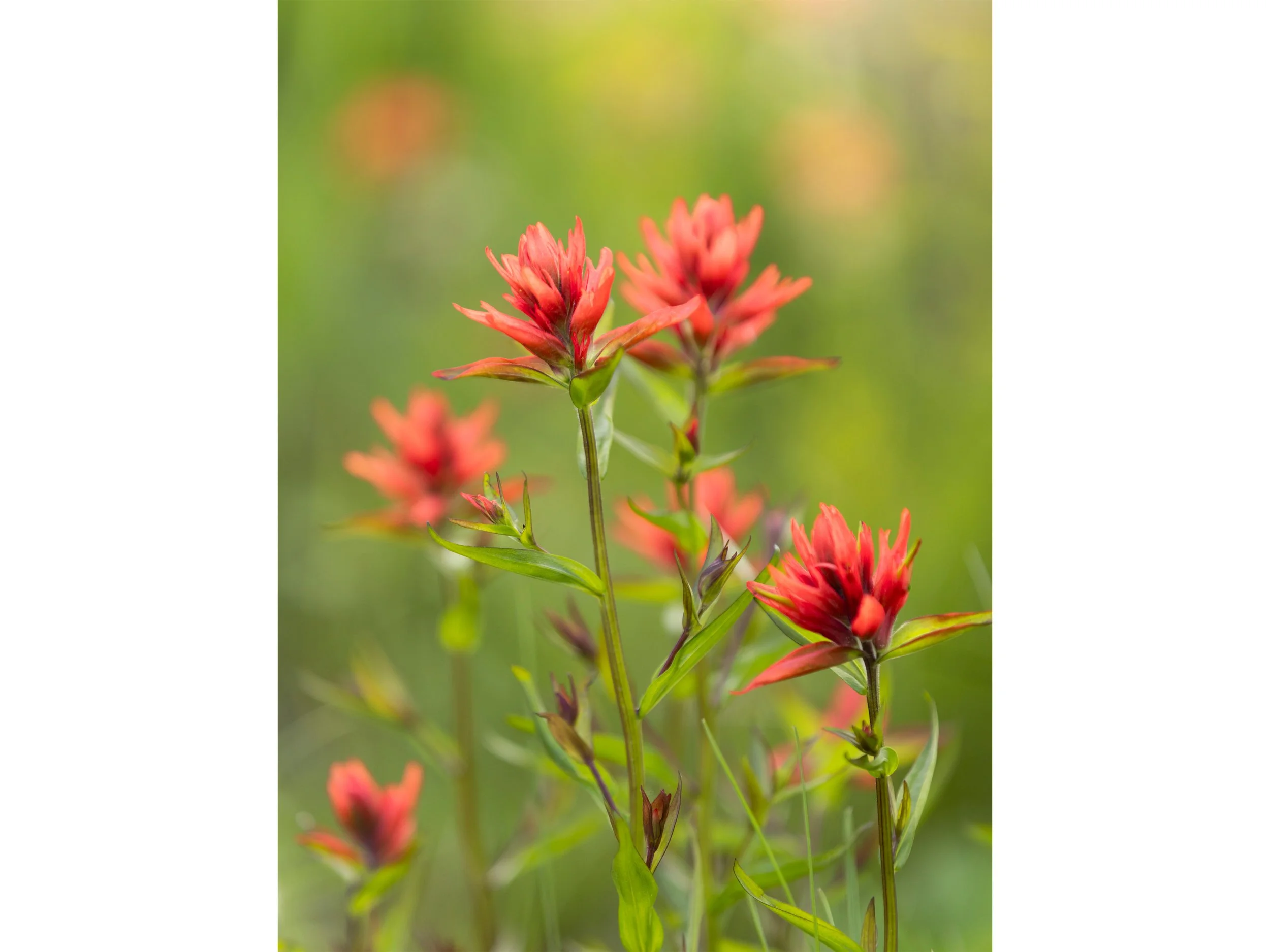 Indian Paintbrush