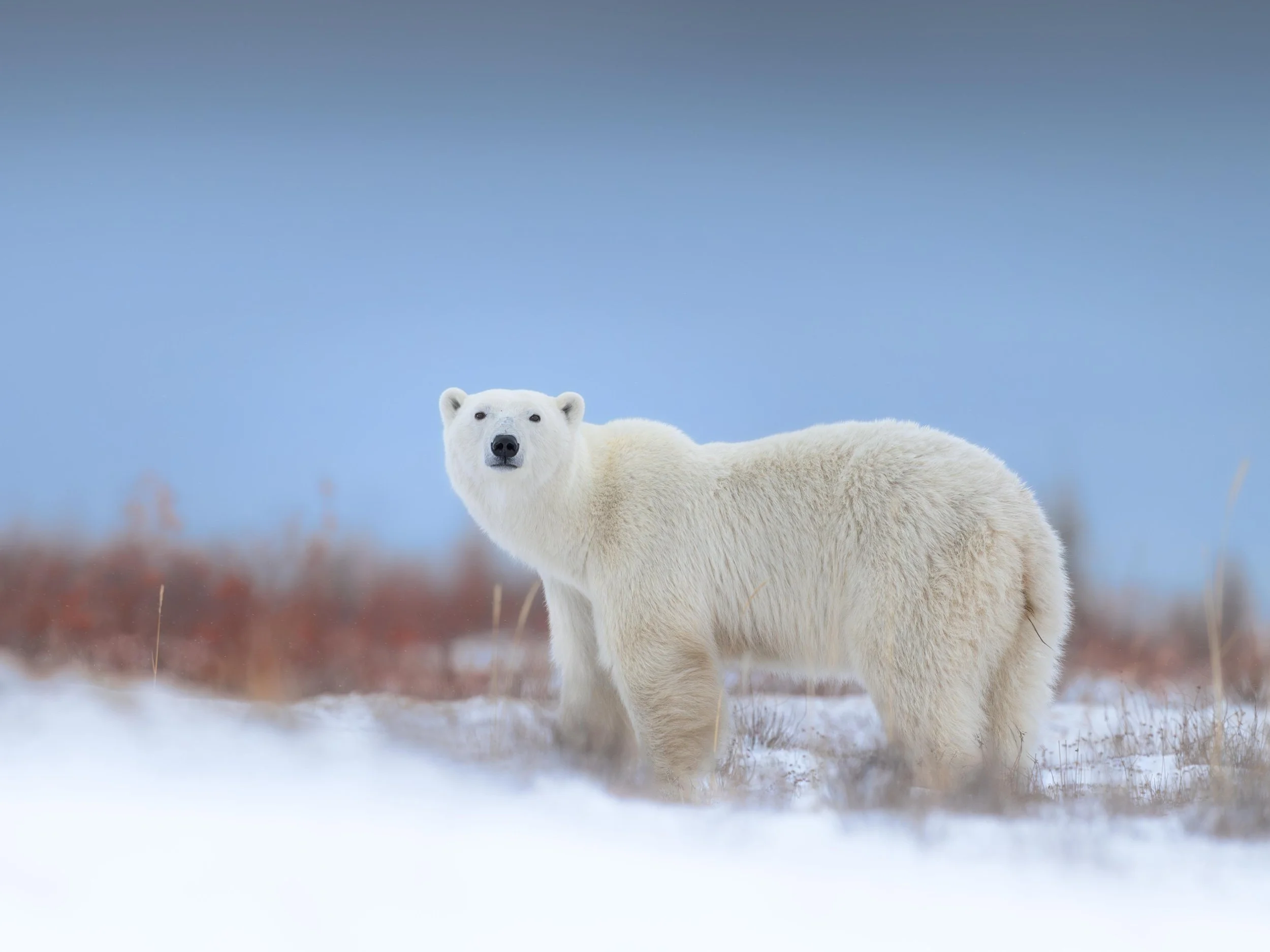 polarbearredcolorsbluesky.nov25.jpg