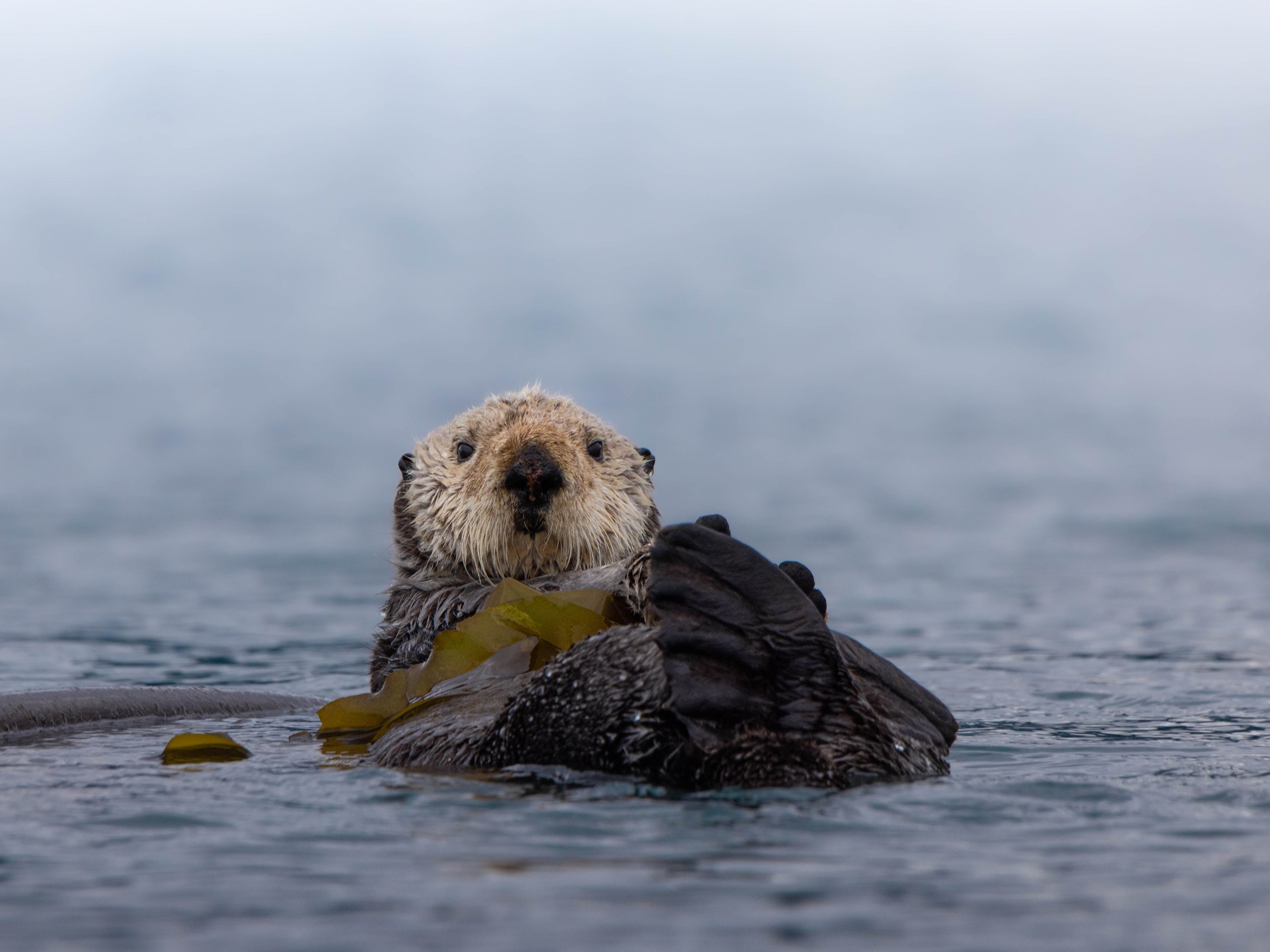 Sea Otter