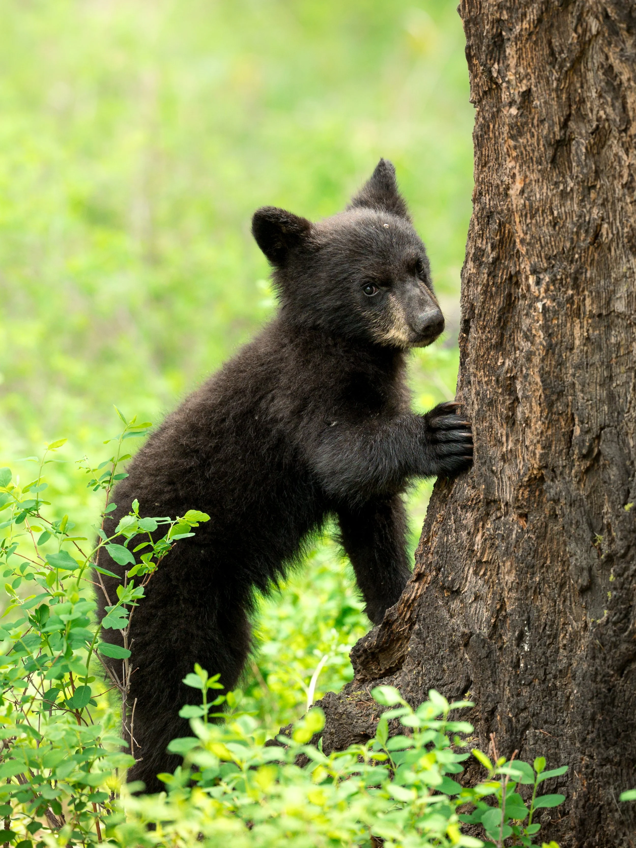 blackbearcubtree.may26.jpg
