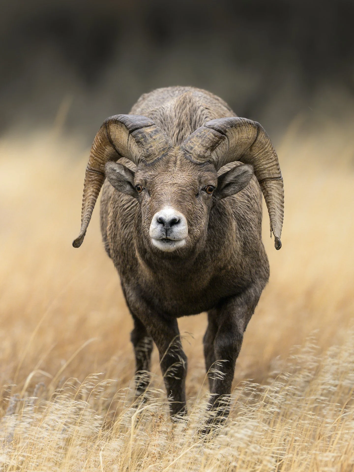 ramheadon.dec25.jpg