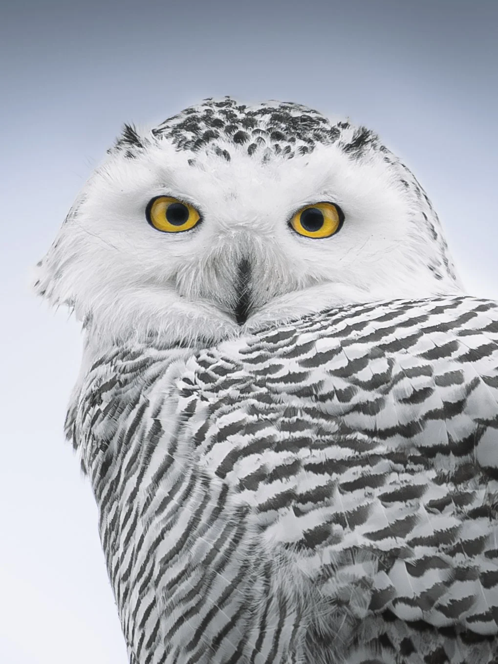 snowyowlportrait.nov25.jpg