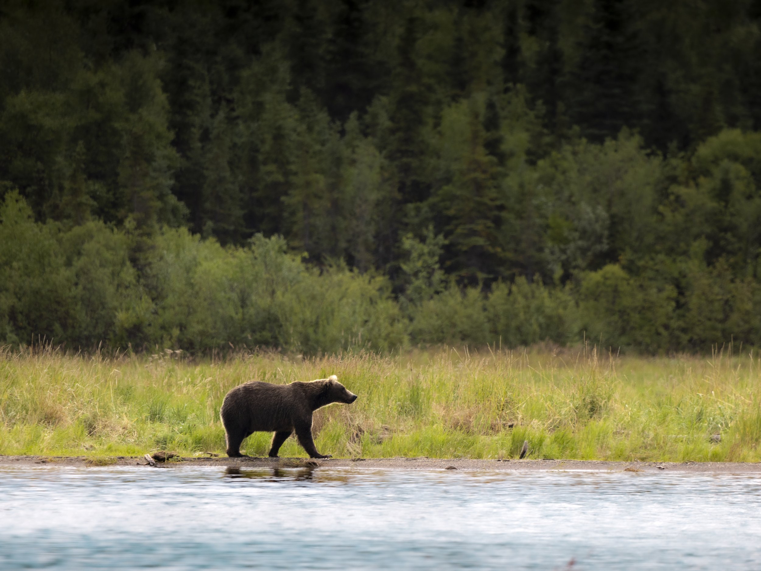 bear6.jpg