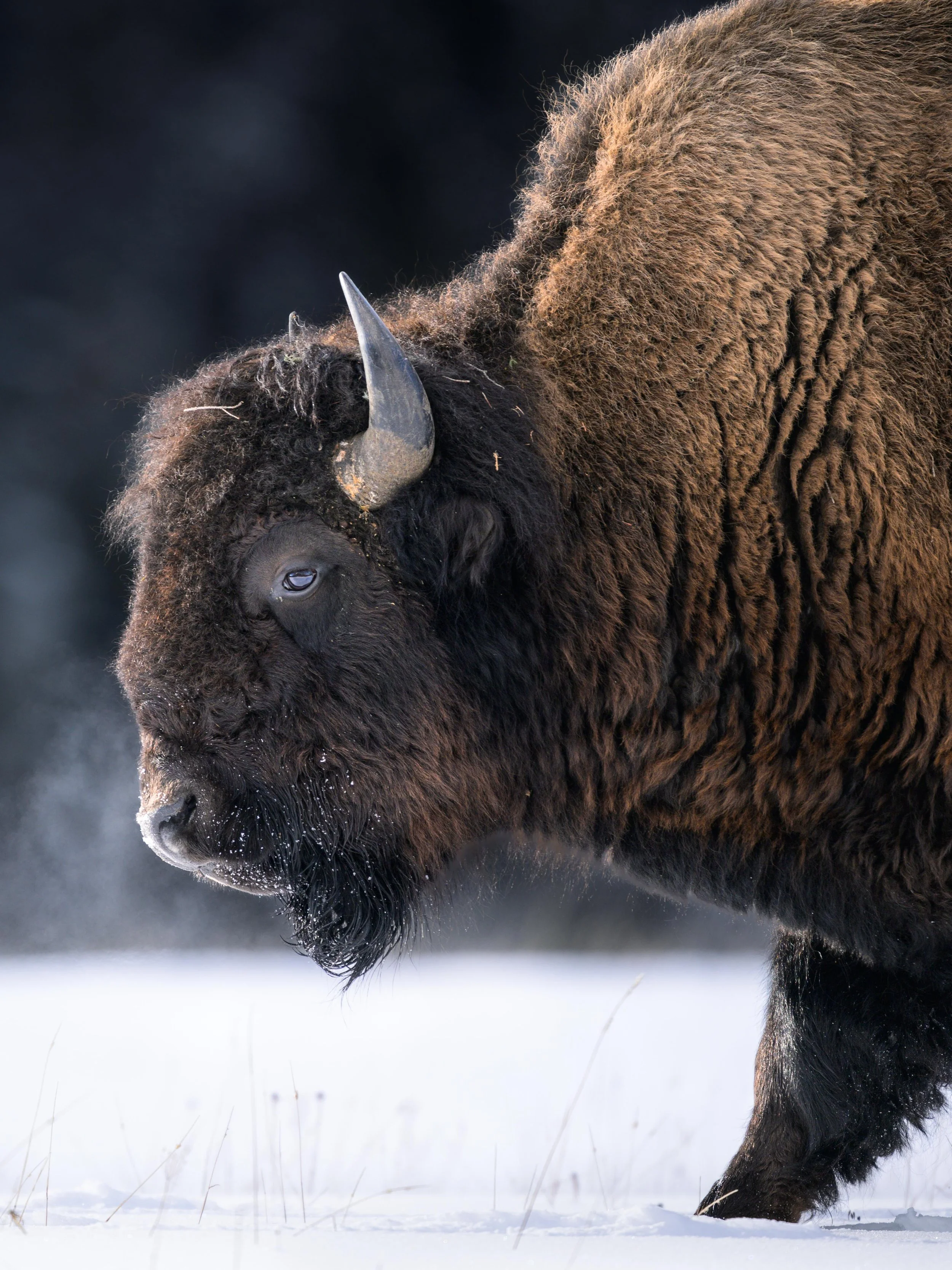 steamycloseupbison.feb26.jpg