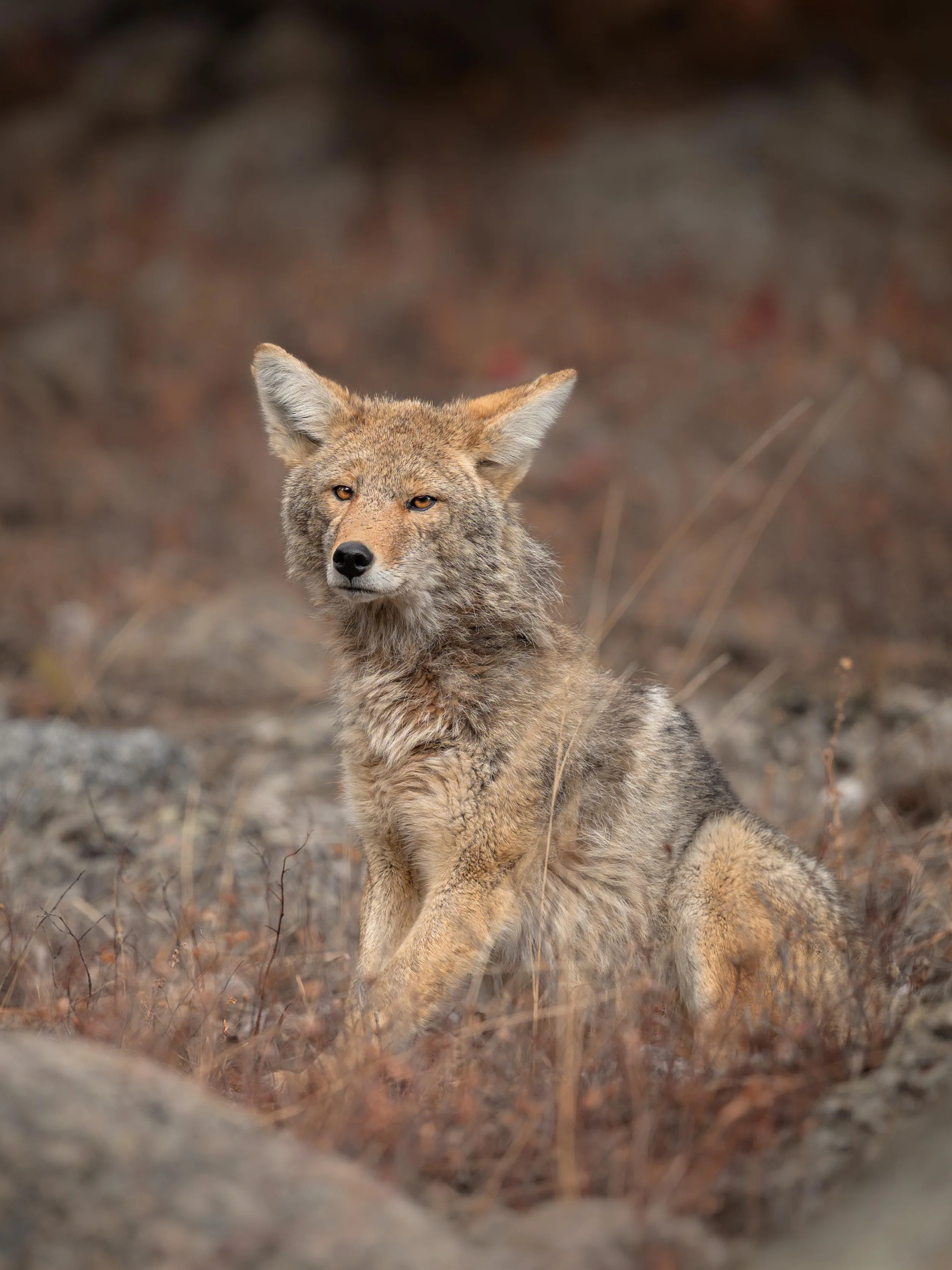 coyotesittinginrocks.feb26.jpg