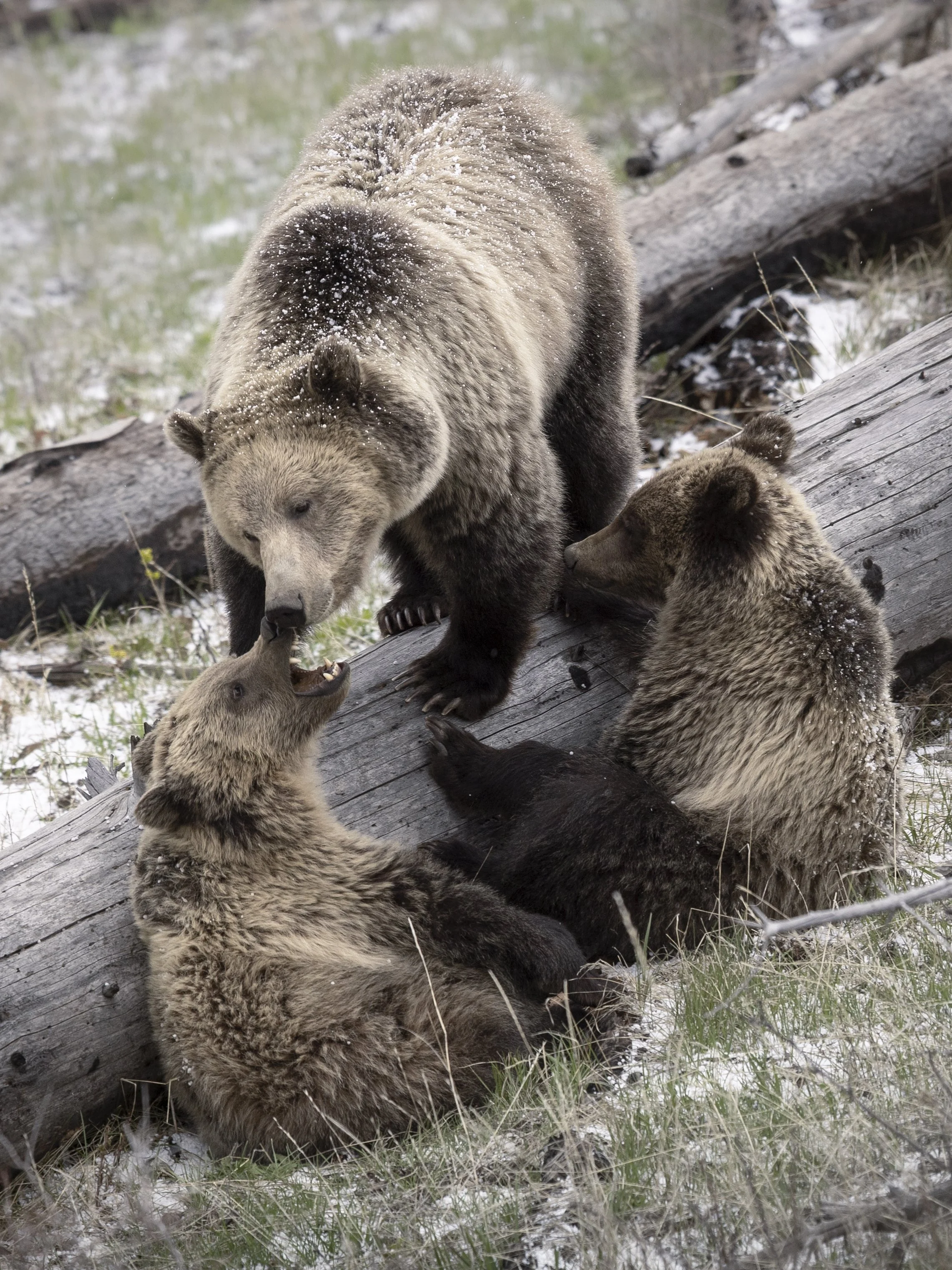 A large adult bear with snow on its back interacts with three smaller bear cubs on a fallen log in a snow-covered forest area.