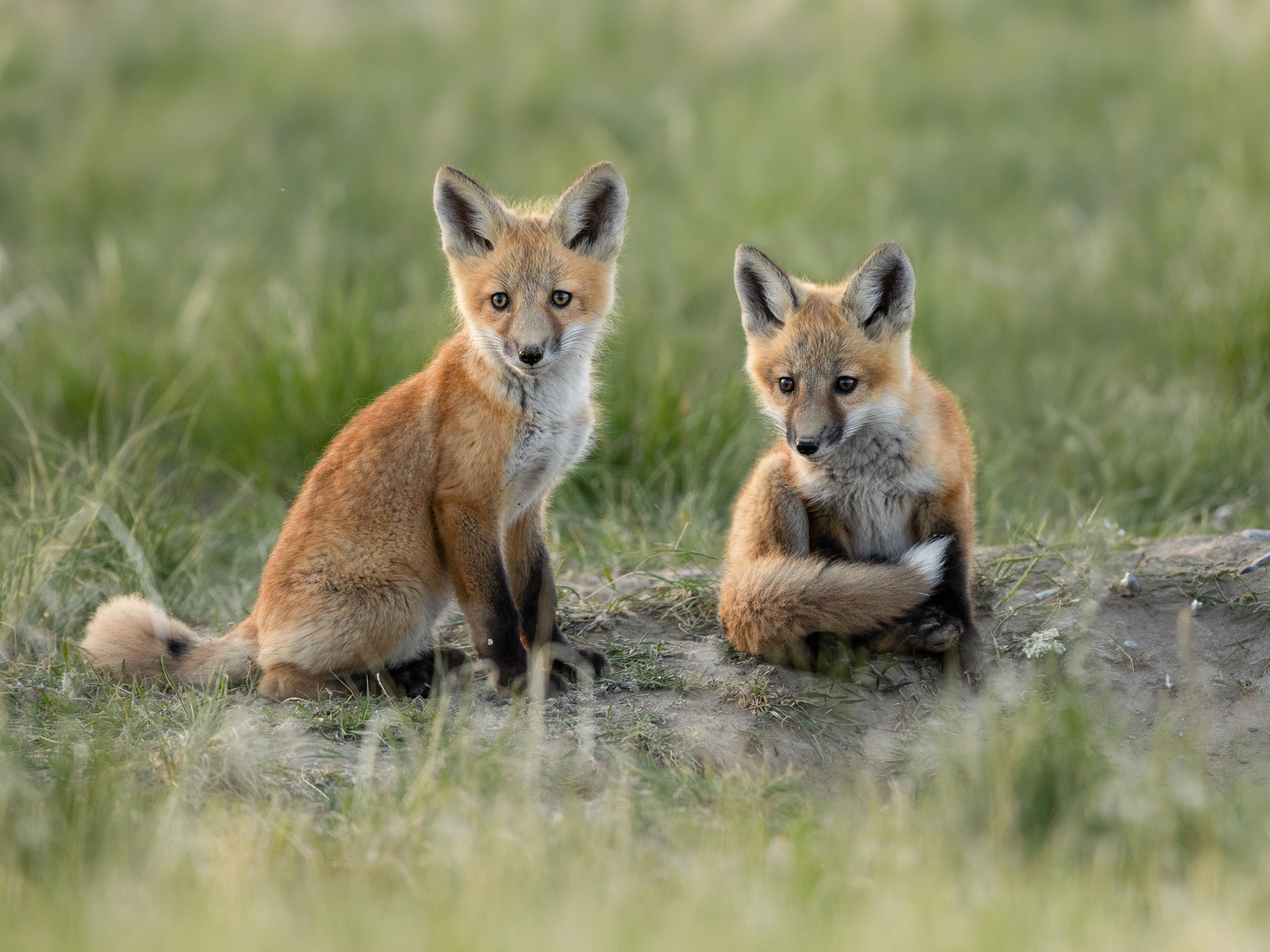 Fox Twins