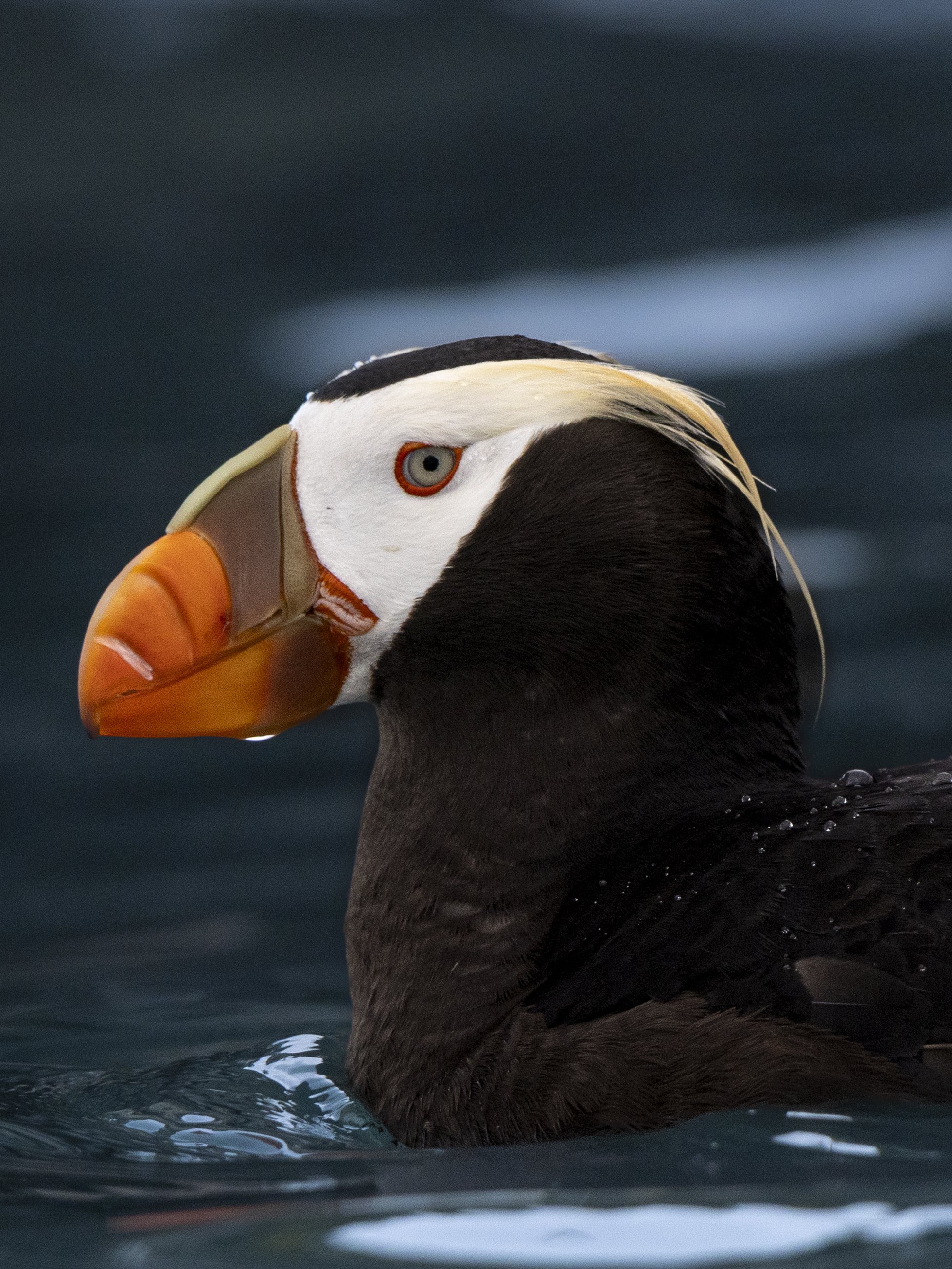 puffin.jpg