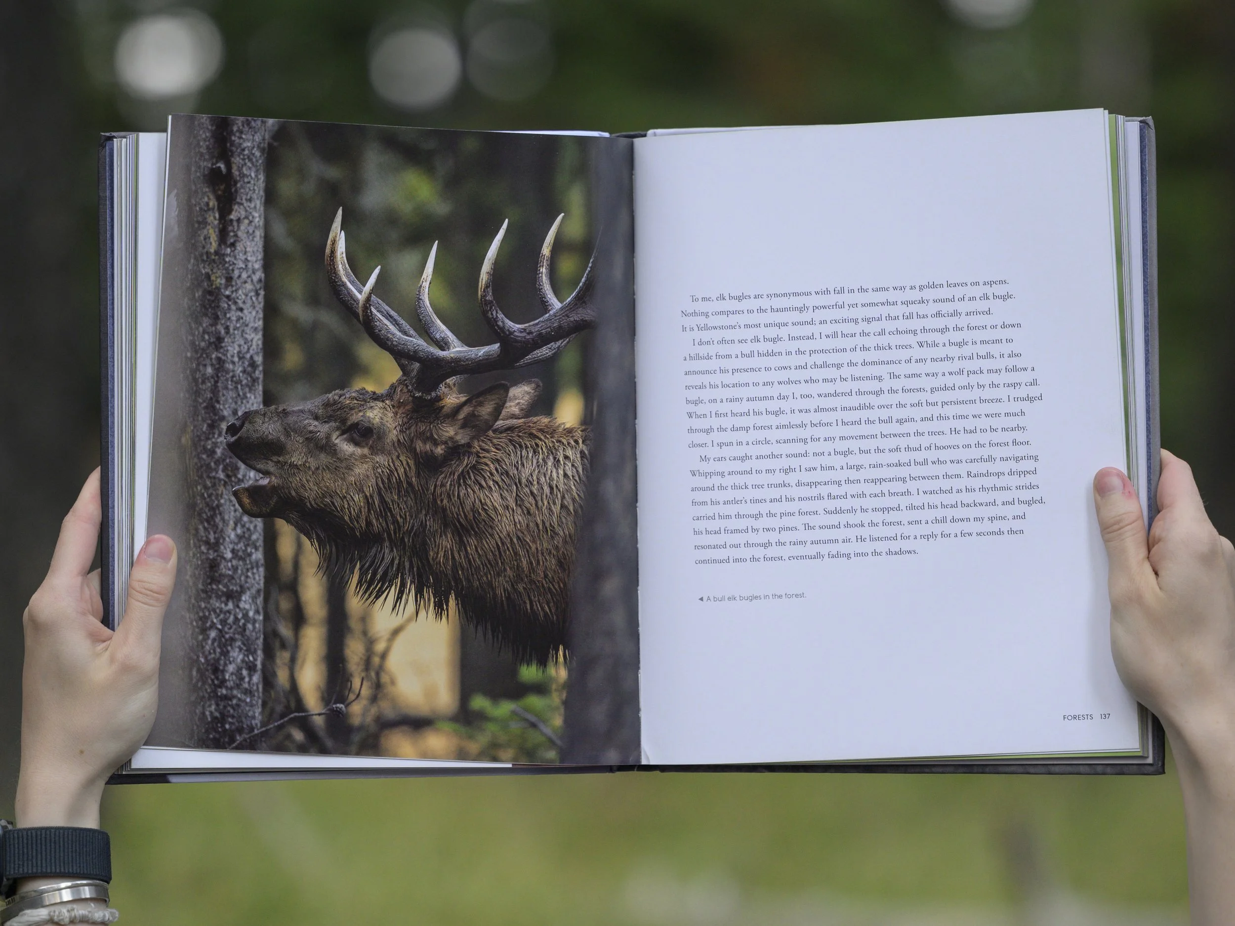 wildwonders3.jpg