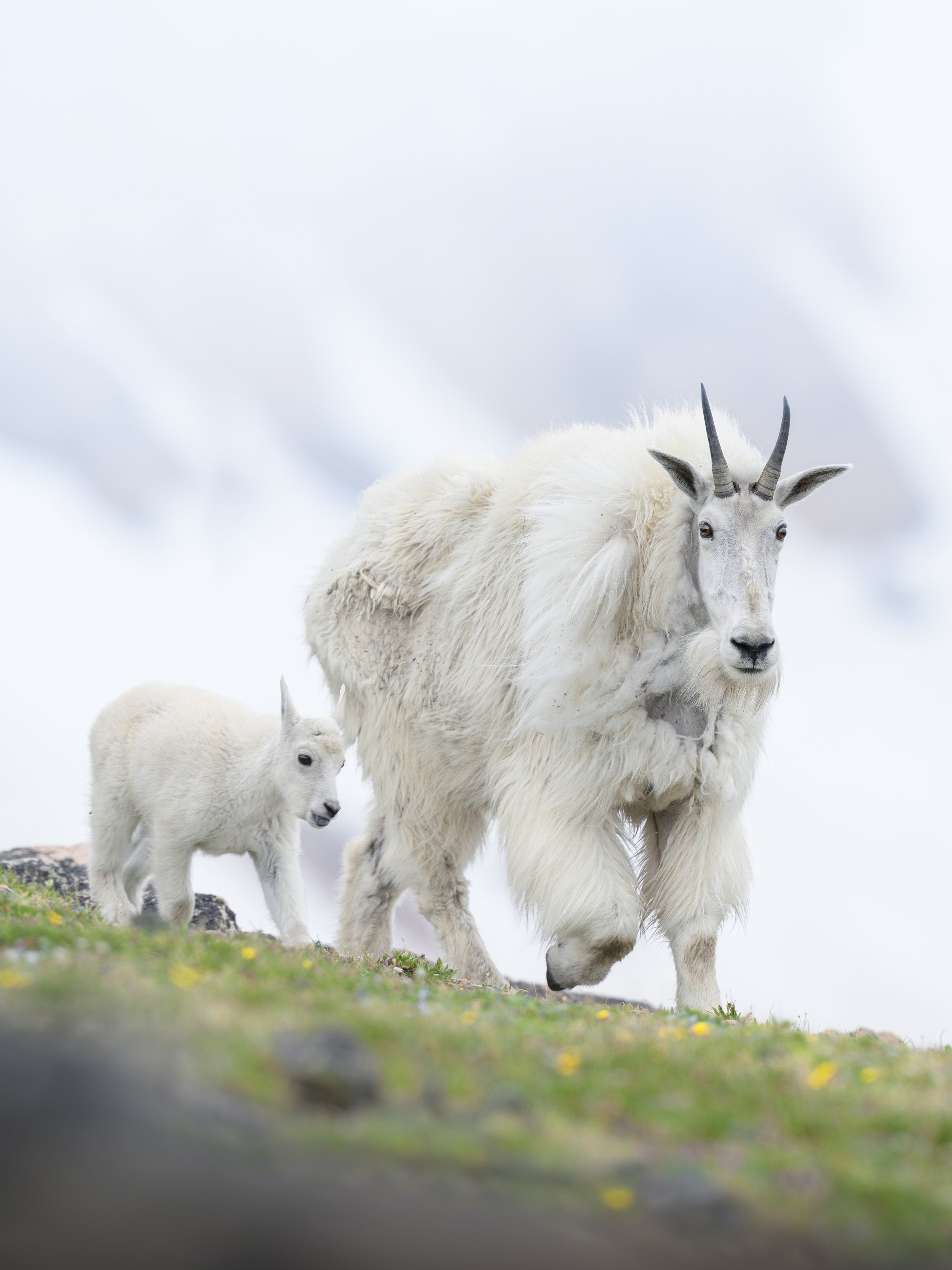 mountaingoatkidfog.june26.jpg