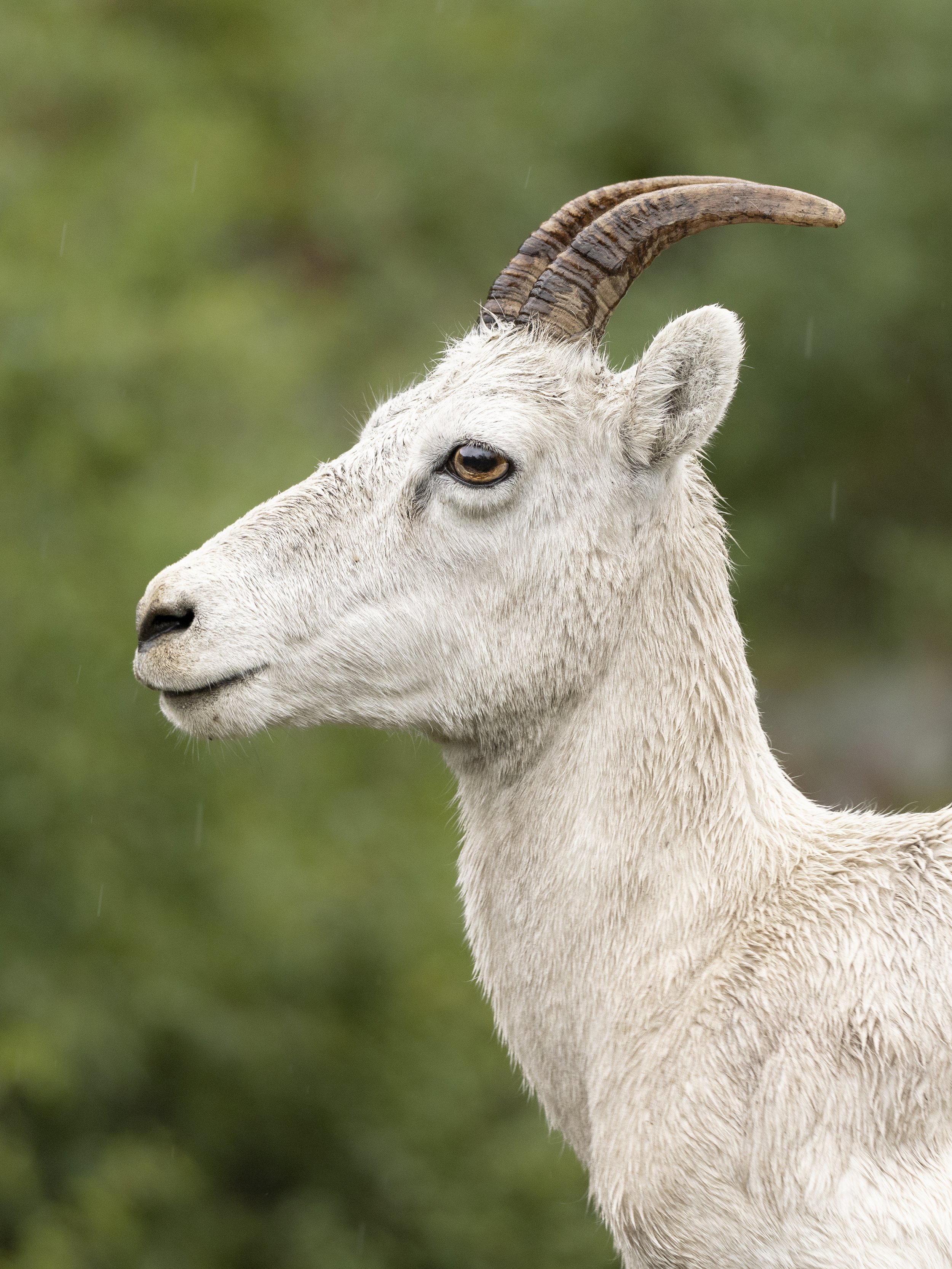 sheep.jpg