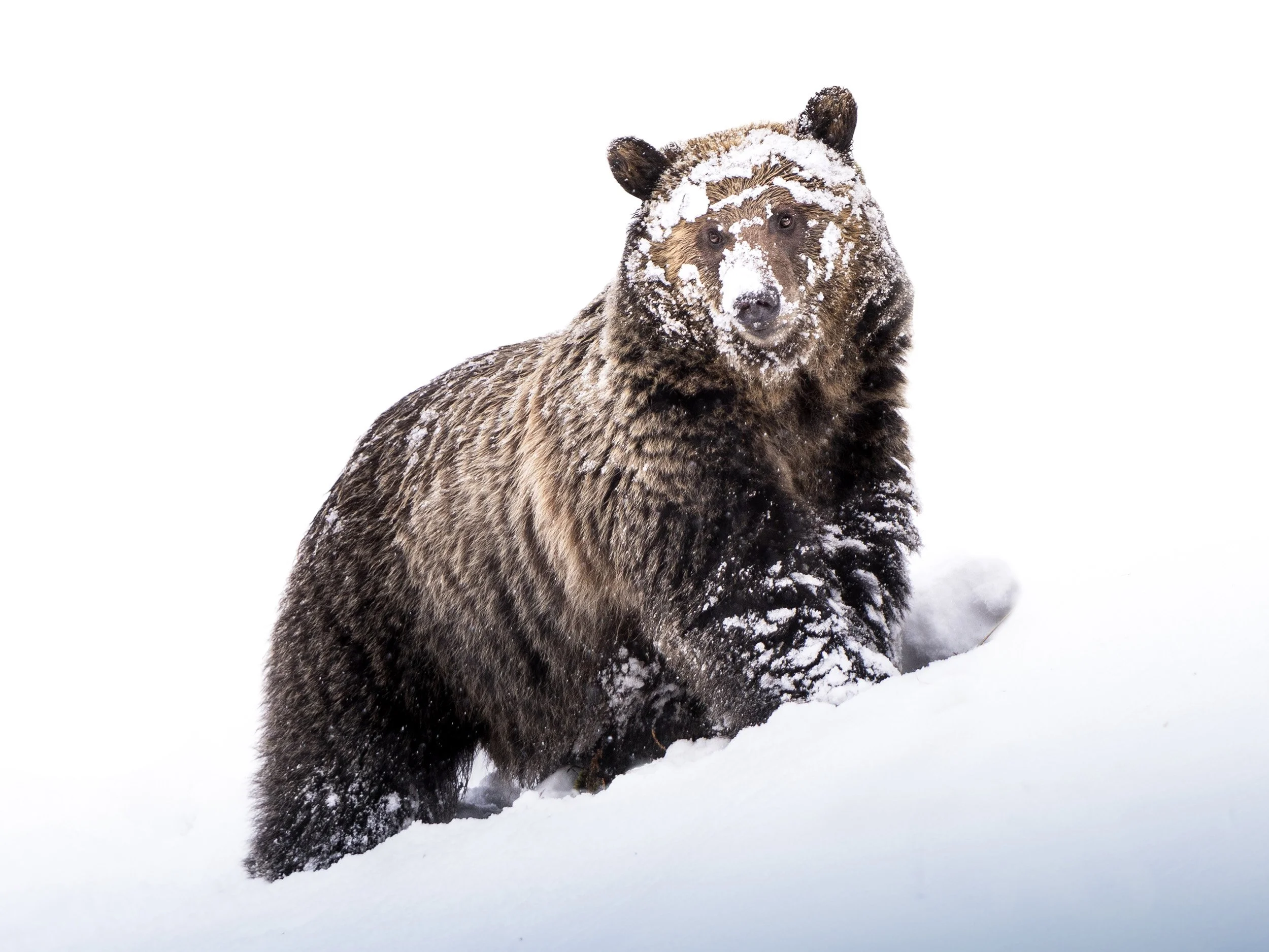 Grizzly's Snow Storm