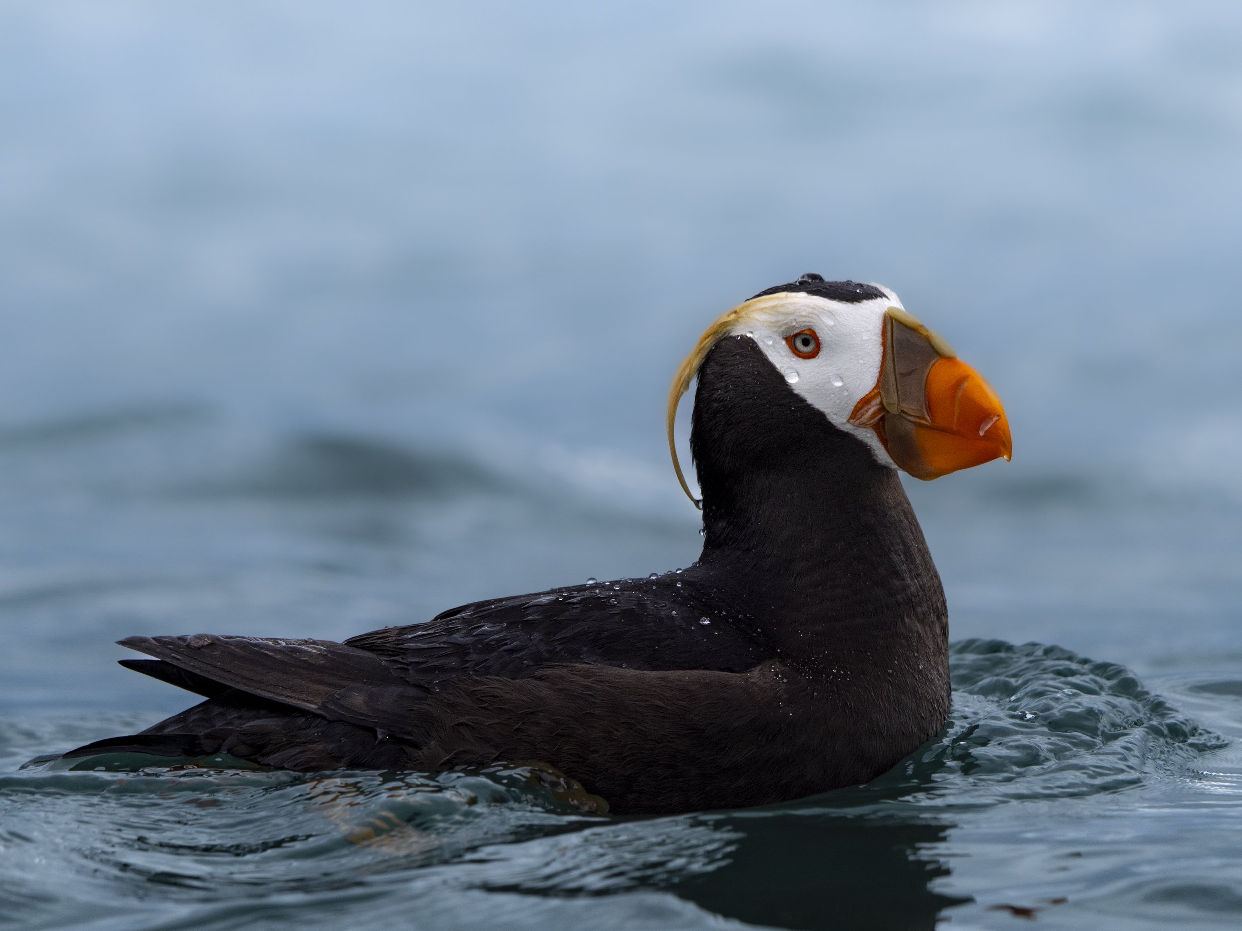 puffin.jpg