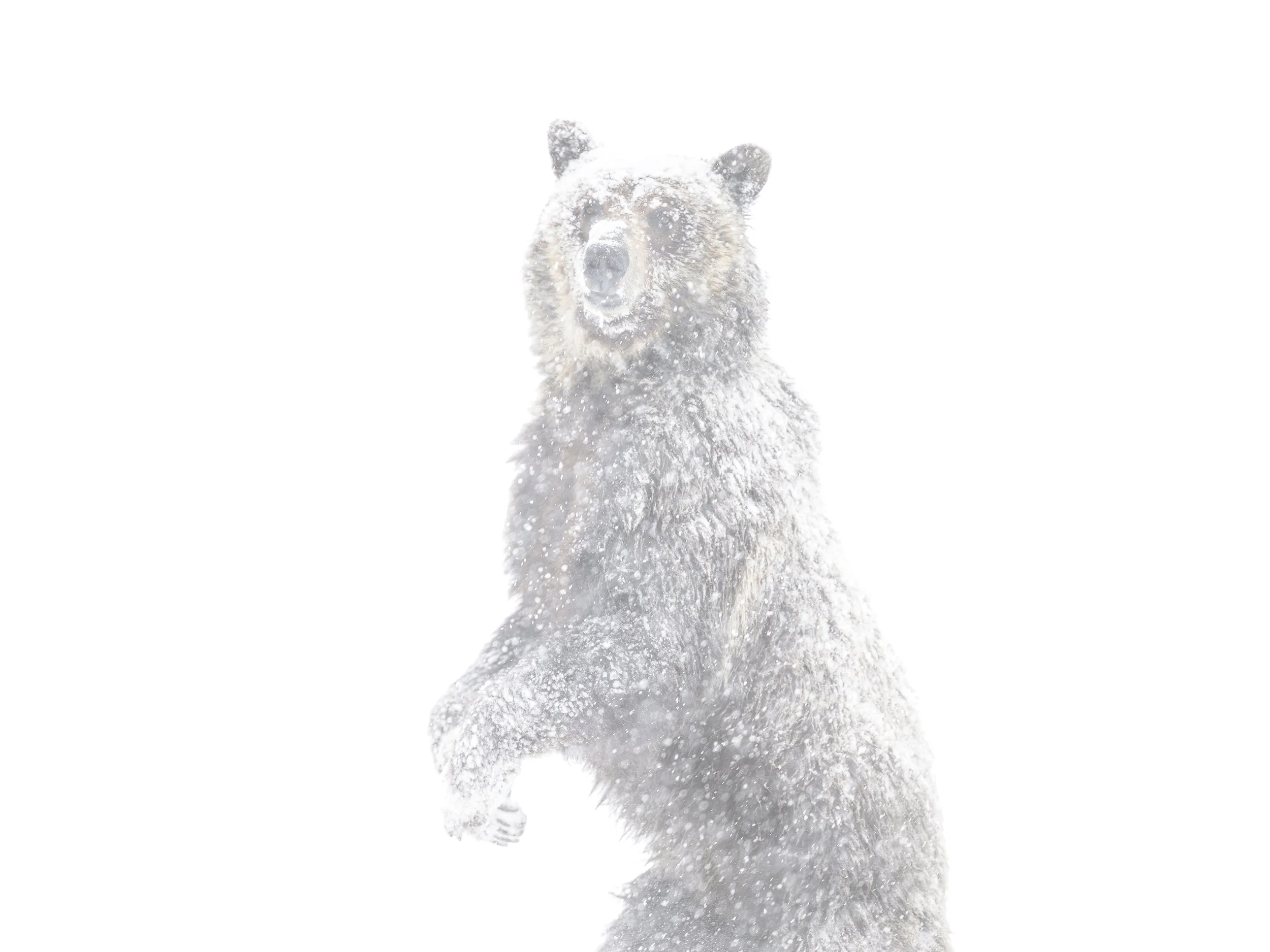 whiteout.jpg