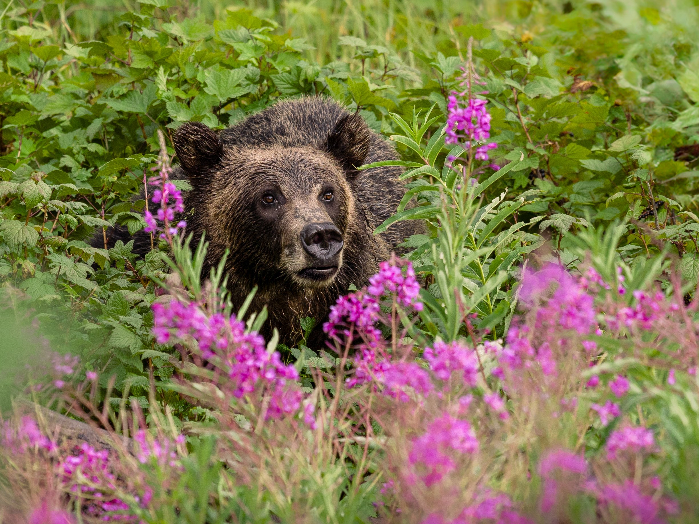 A Face in the Fireweed