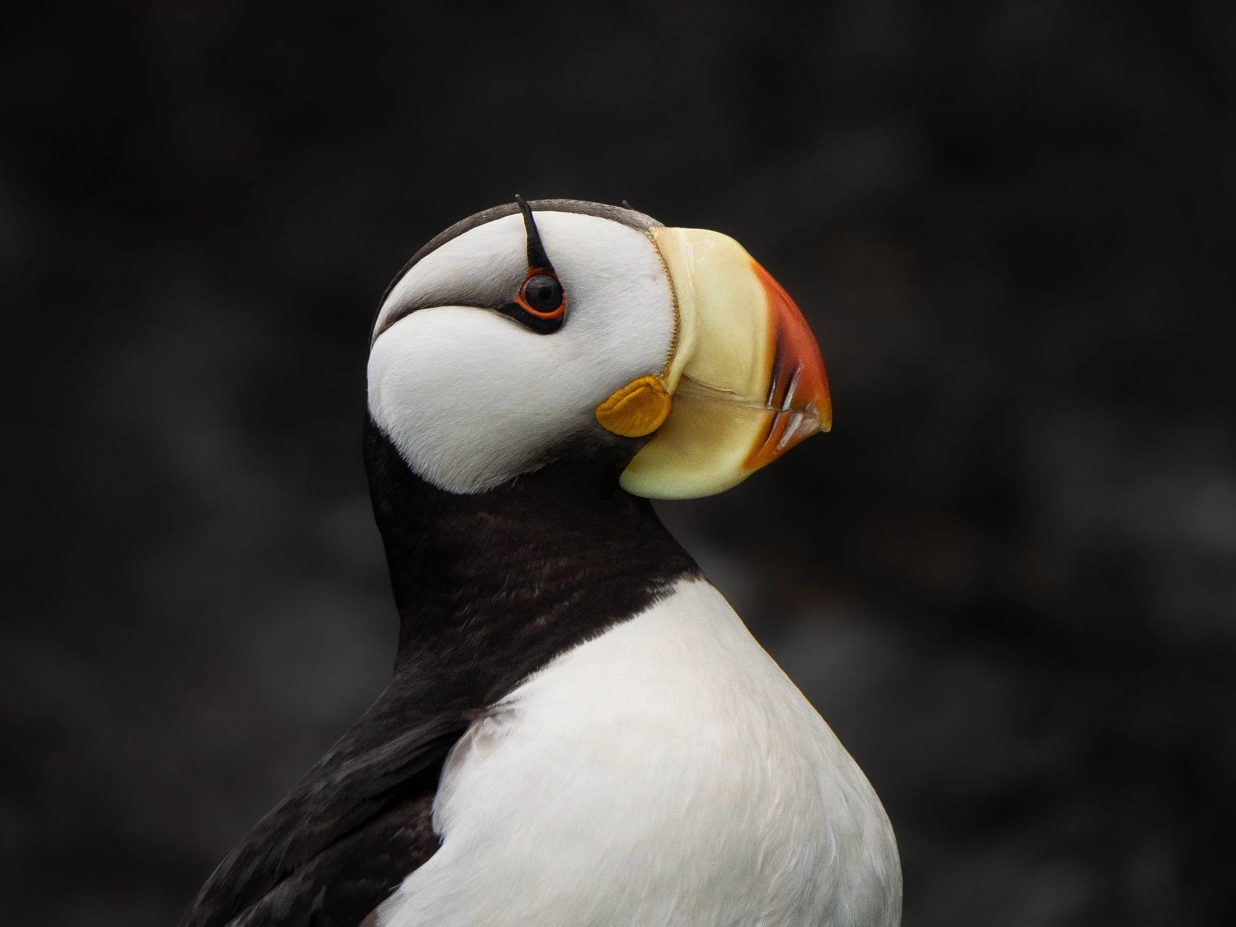 puffinportrait.print.jpg