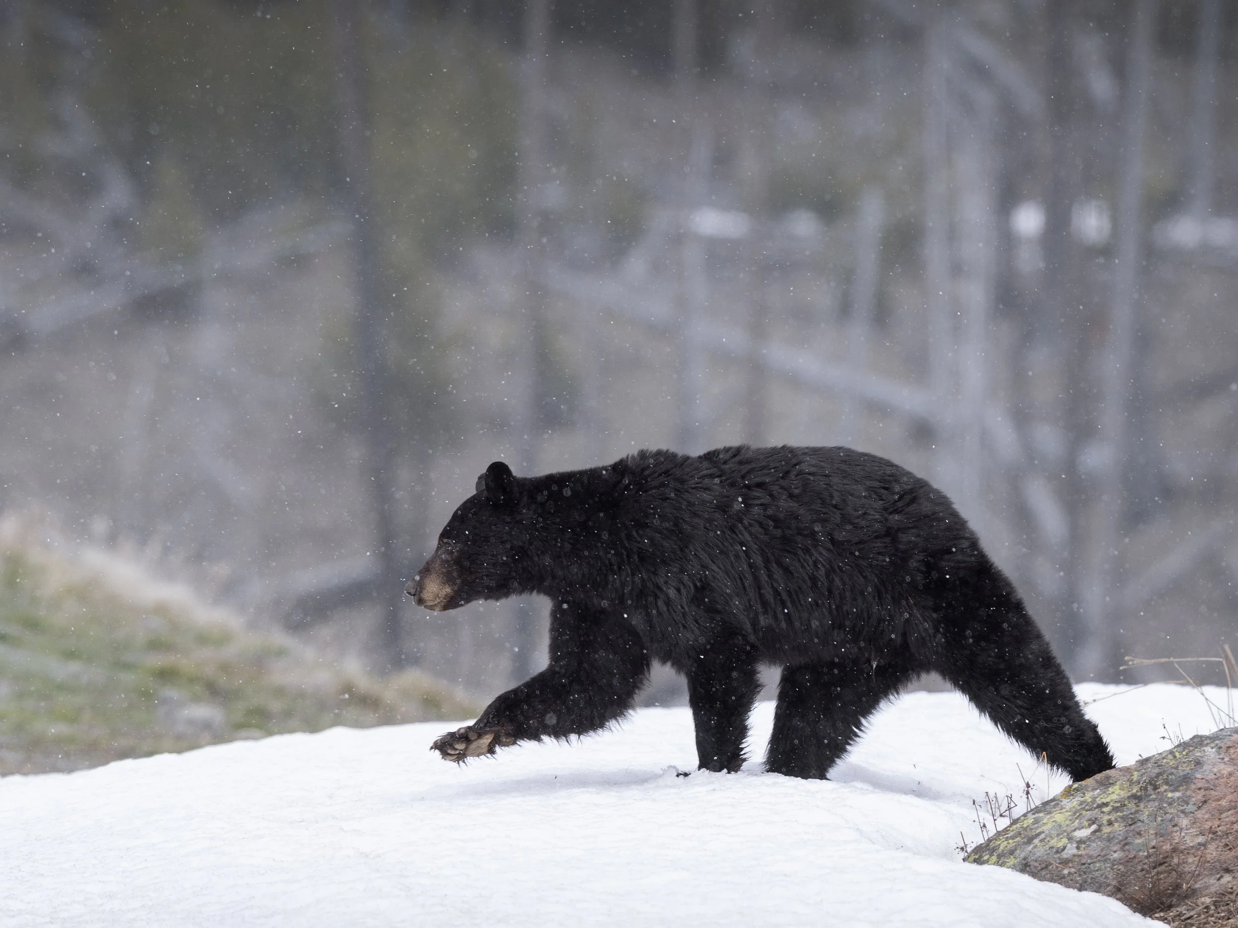 A black bear walking through snow during a snowfall in a forested area.