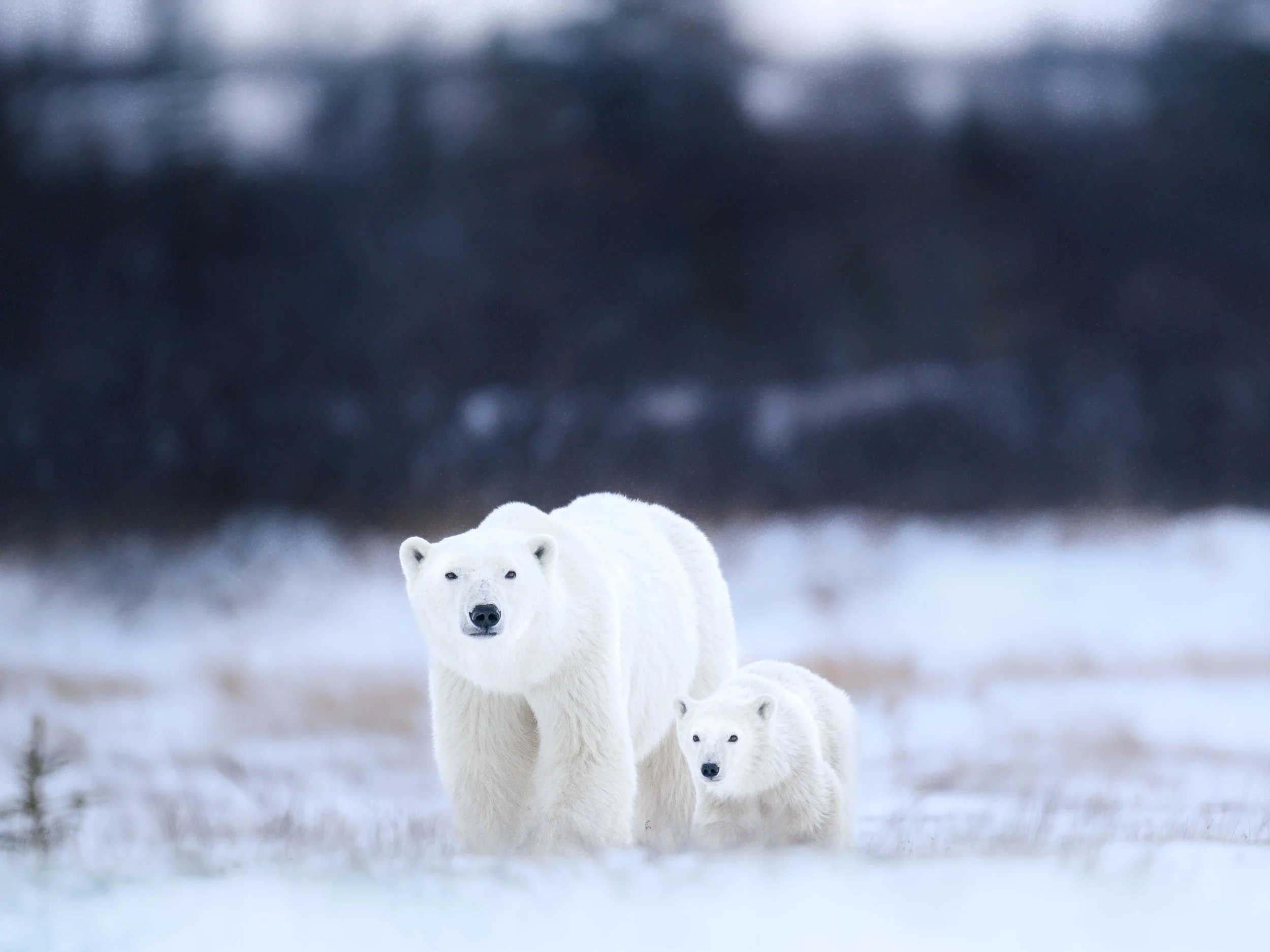 polarbearsowandcub.nov25.jpg