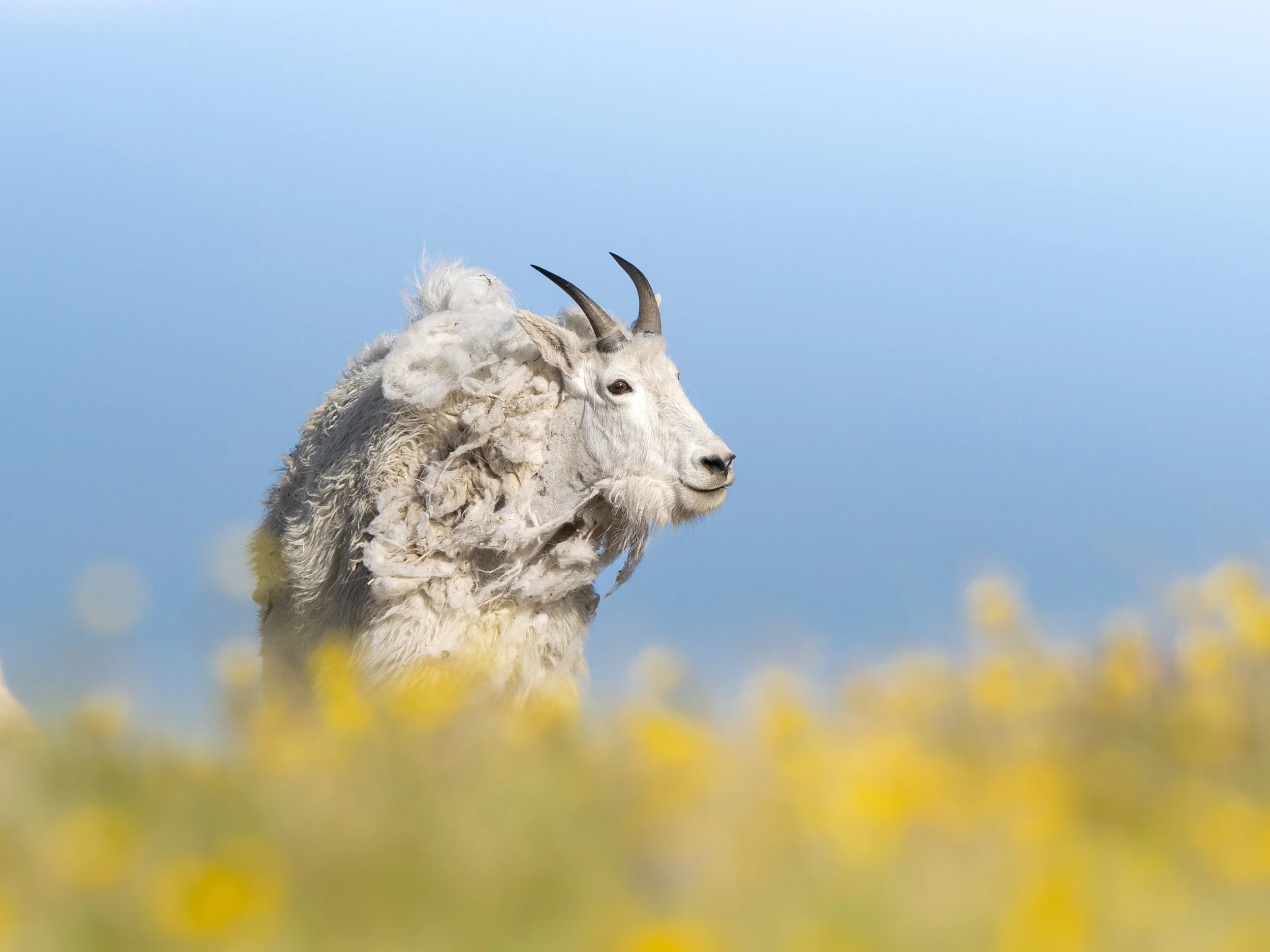 Alpine Summer Colors
