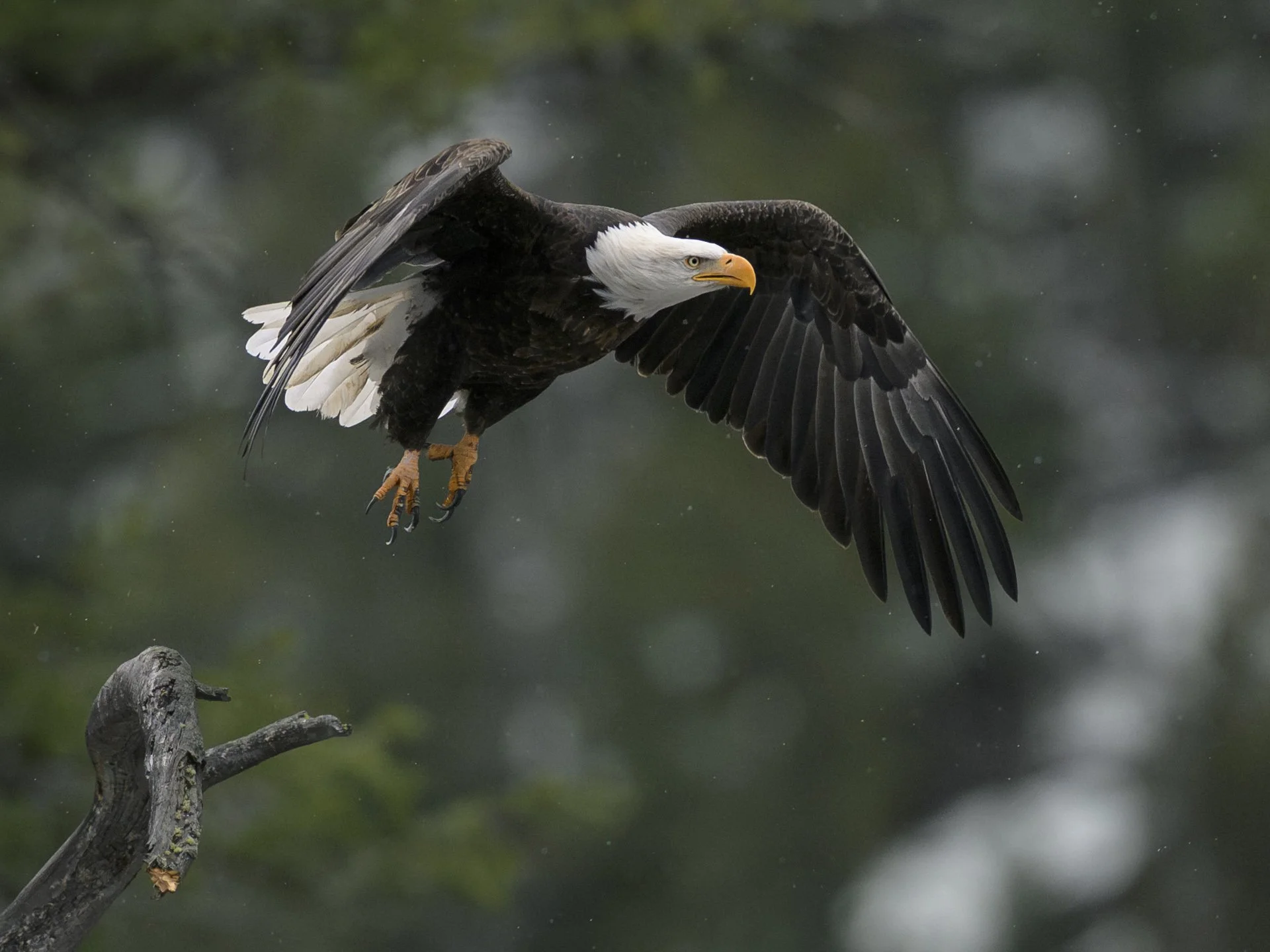 eagleflying.dec25.jpg