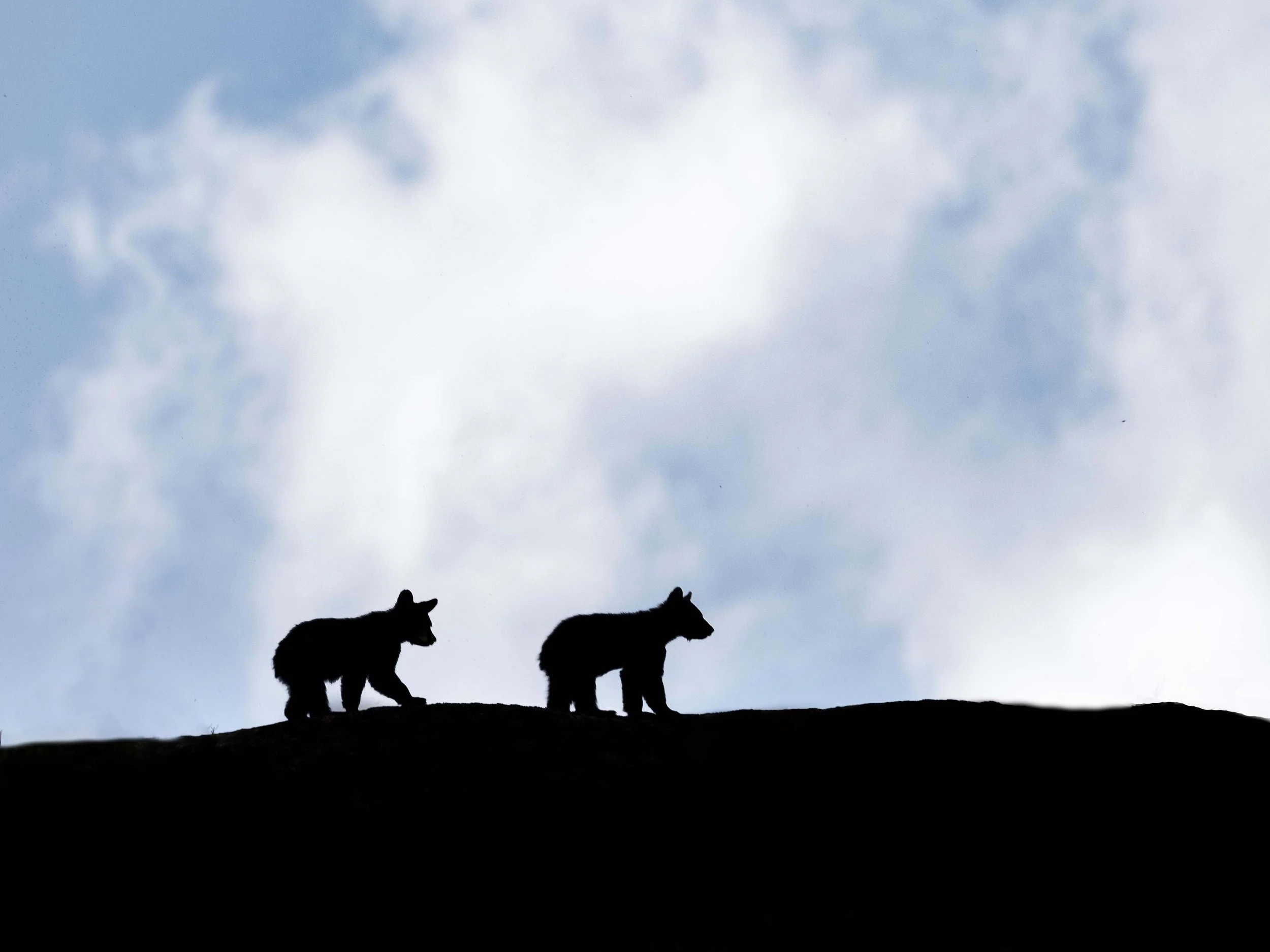 bearsinthesky.toprint.jpg