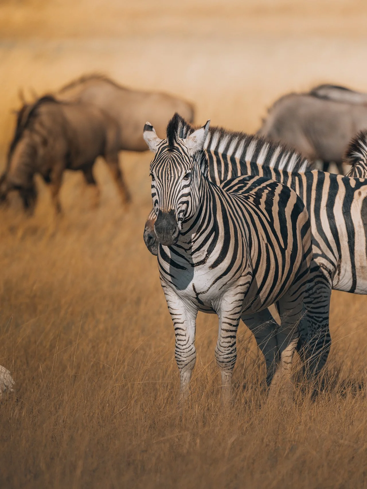 Zebra-herd6-(3x4).jpg