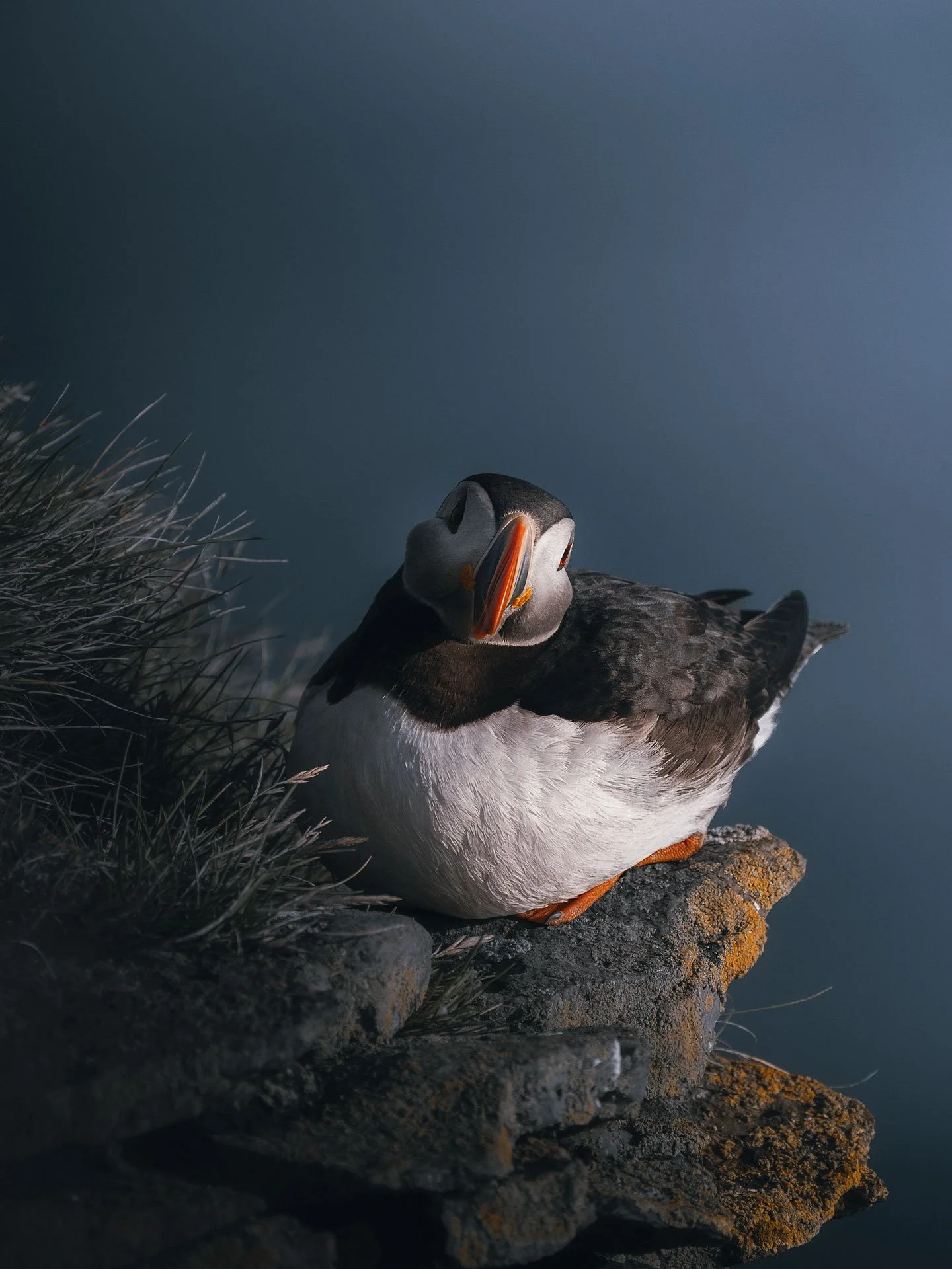 Puffin8-(3x4)3.jpg