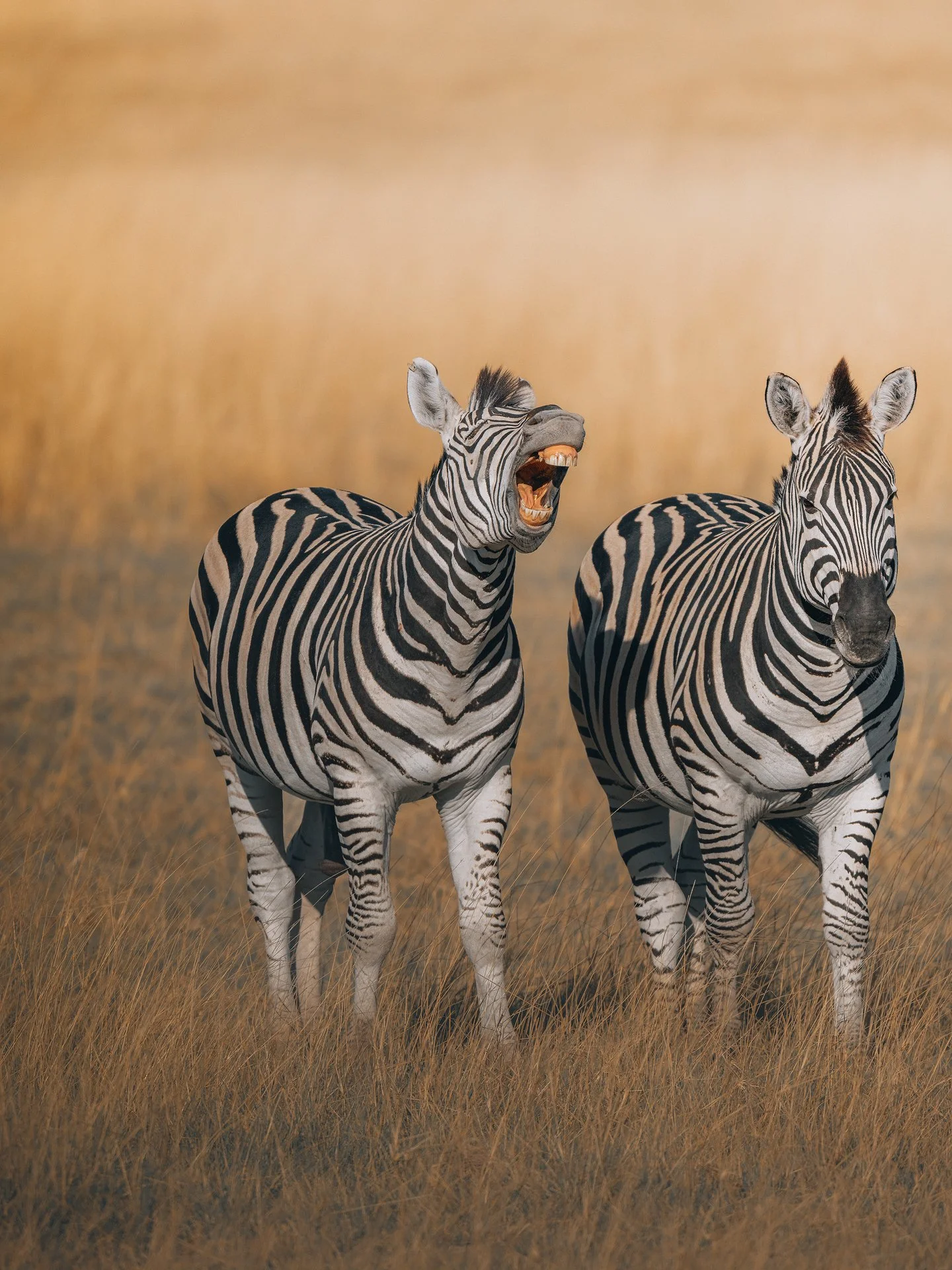 Zebra-herd7-(3x4).jpg