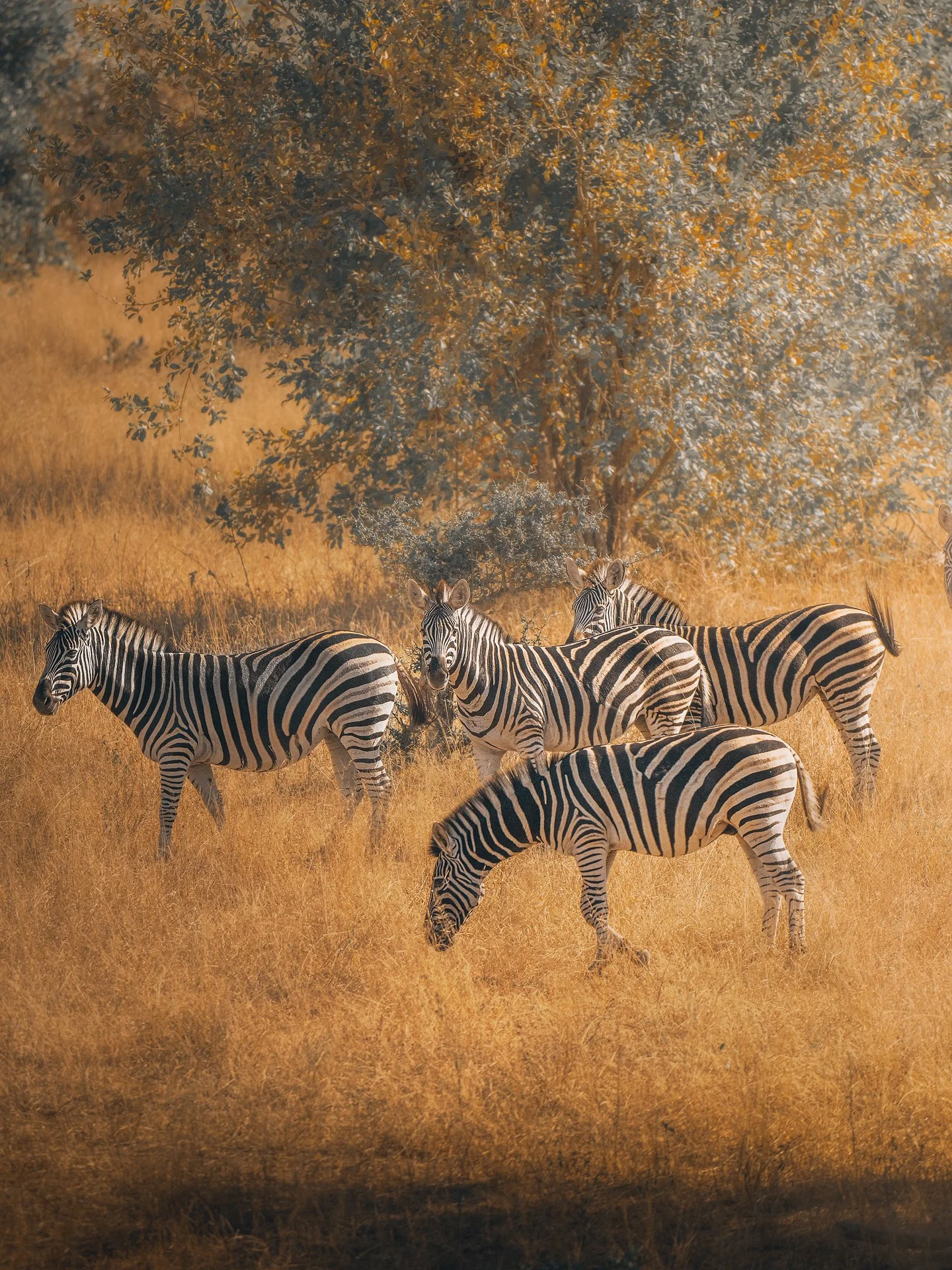 Zebra-herd4-(3x4).jpg