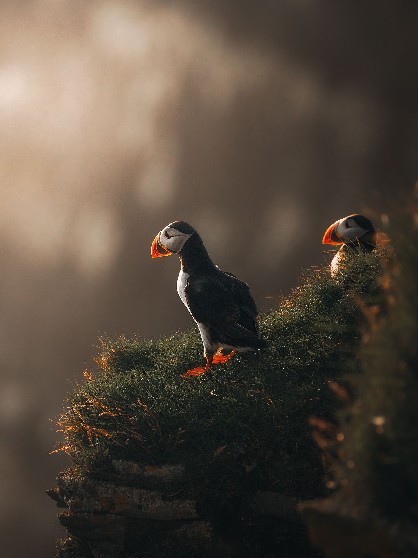 Puffin10-(3x4).jpg