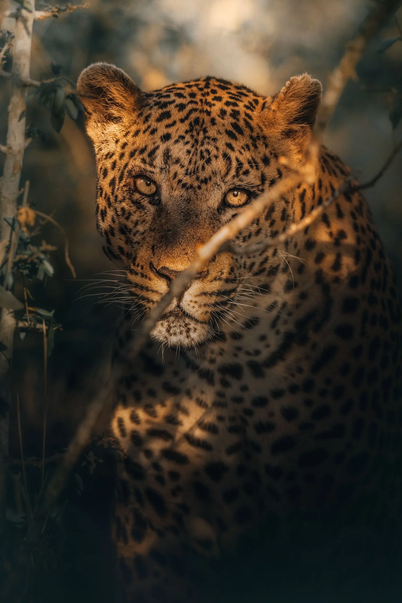 Leopard-jungle3-(3x4).jpg