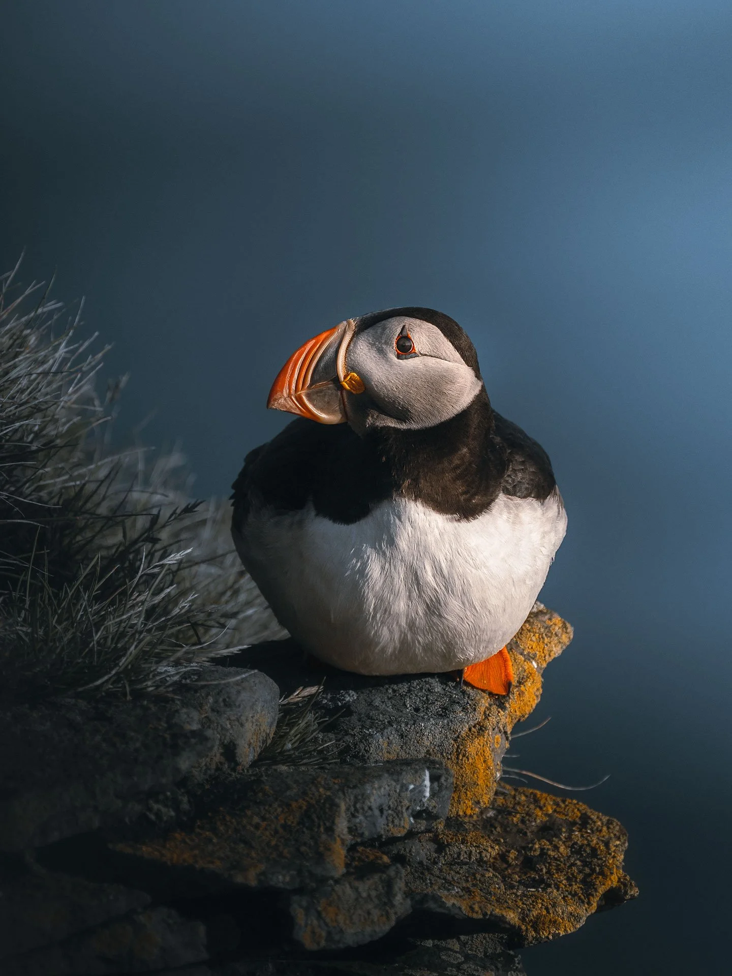 Puffin6-(3x4)3.jpg