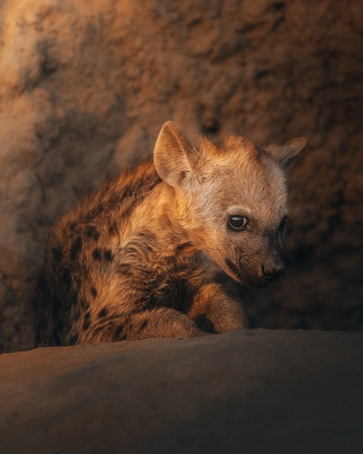 Hyena-Cubs2-(4x5).jpg