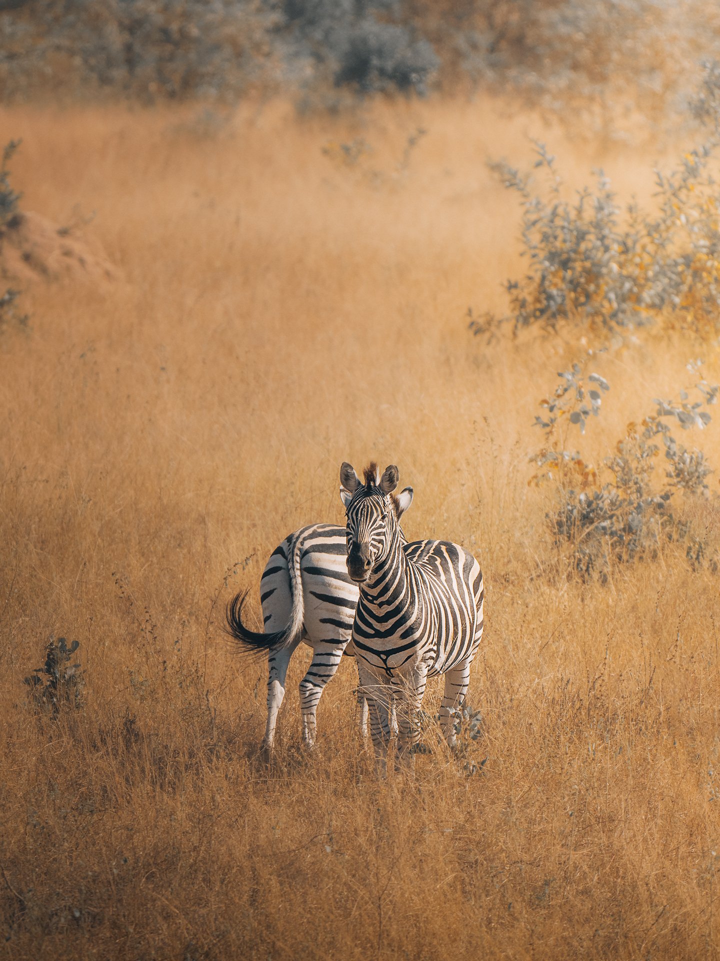 Zebra-herd2-(3x4).jpg