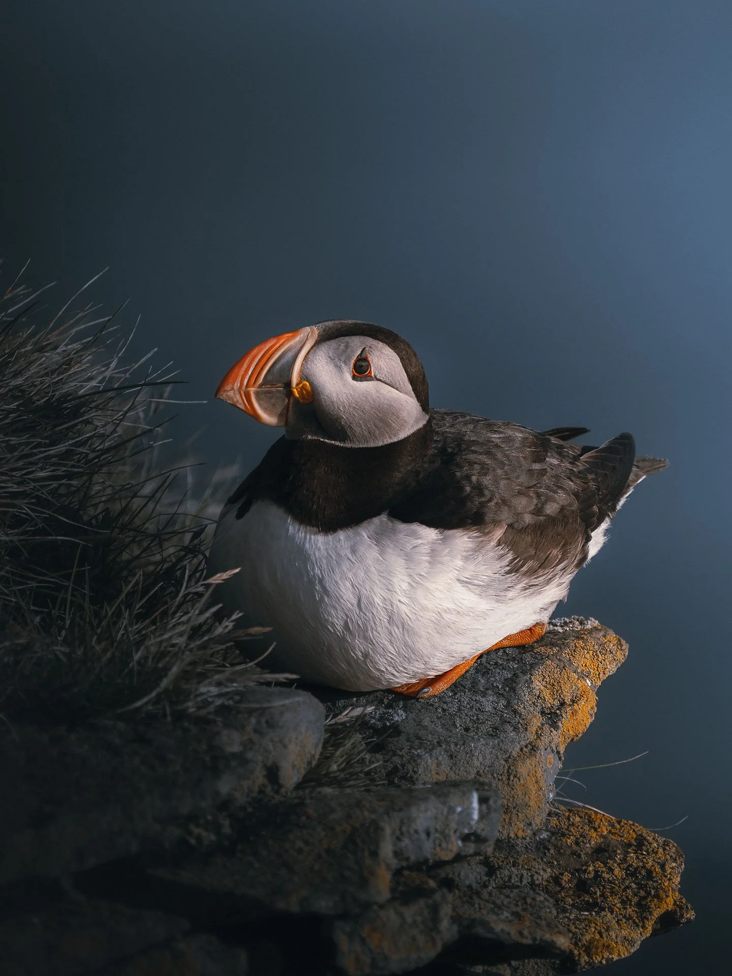 Puffin7-(3x4)3.jpg